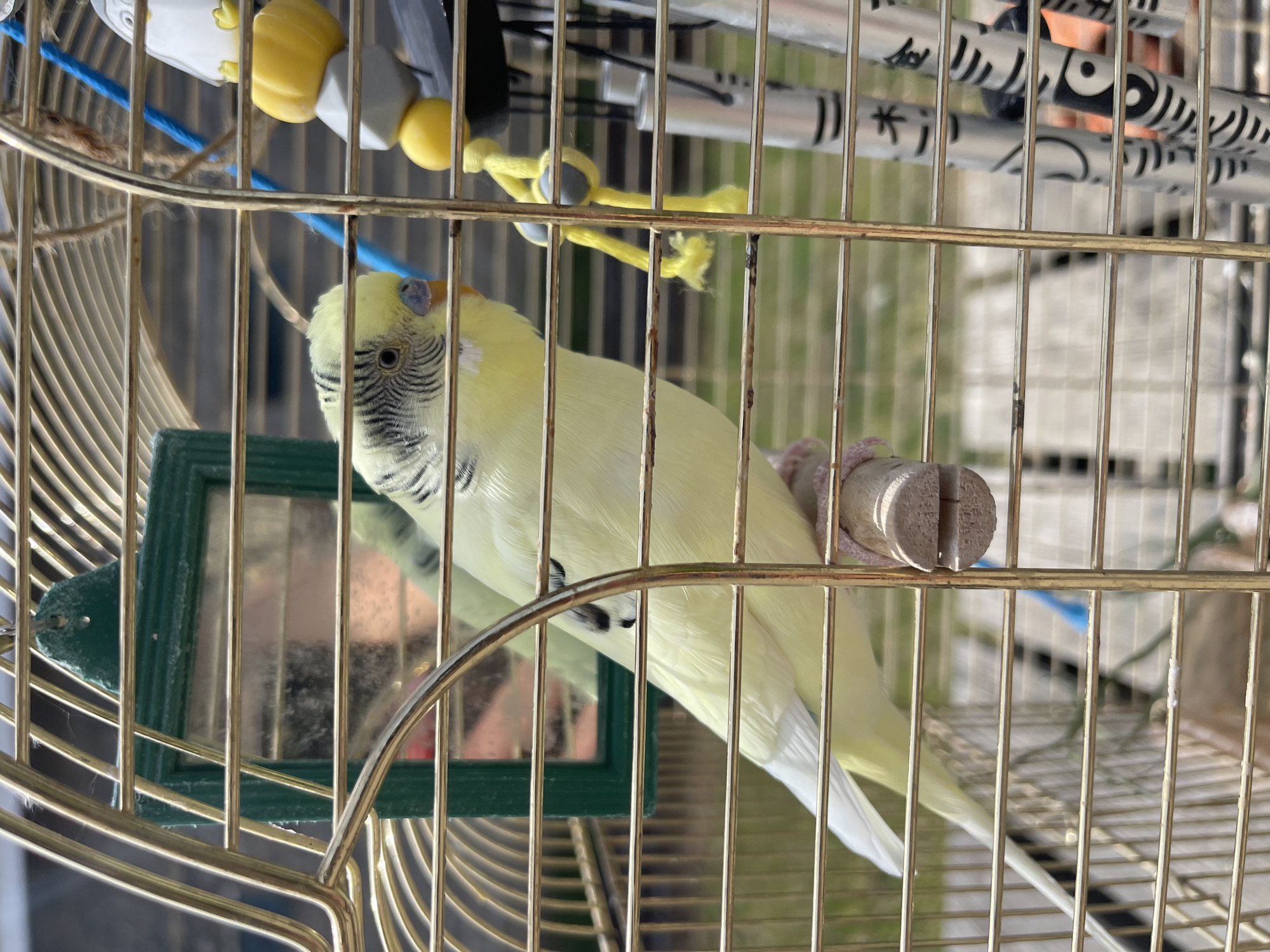 A medium shot depicts a pale-yellow budgerigar inside a golden-colored metal birdcage. The bird is perched on a wooden perch, and its head is turned to the left, revealing its black and white striped head markings. A green-framed mirror is visible on the left side of the cage. Above, there are various toys, including a string of yellow and grey beads and a white object with black patterns. The background is slightly blurred, suggesting an outdoor setting with greenery visible. The city of Chaikovsky, Russia, is not evident in the image, and no specific location can be ascertained. There are no people visible, and the sole subject is the budgerigar within its cage.