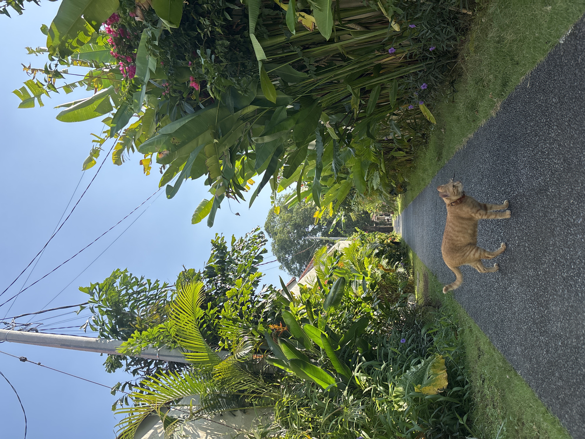 The image depicts a narrow paved road in Cemagi, Indonesia, bordered by lush tropical vegetation. An orange tabby cat wearing a collar is standing on the road, looking to the left. The vegetation includes banana trees, palms, and other leafy plants. Above the vegetation on the left side are electrical wires and a utility pole. In the distance, a glimpse of a white-roofed building is visible. The sky is clear and blue.