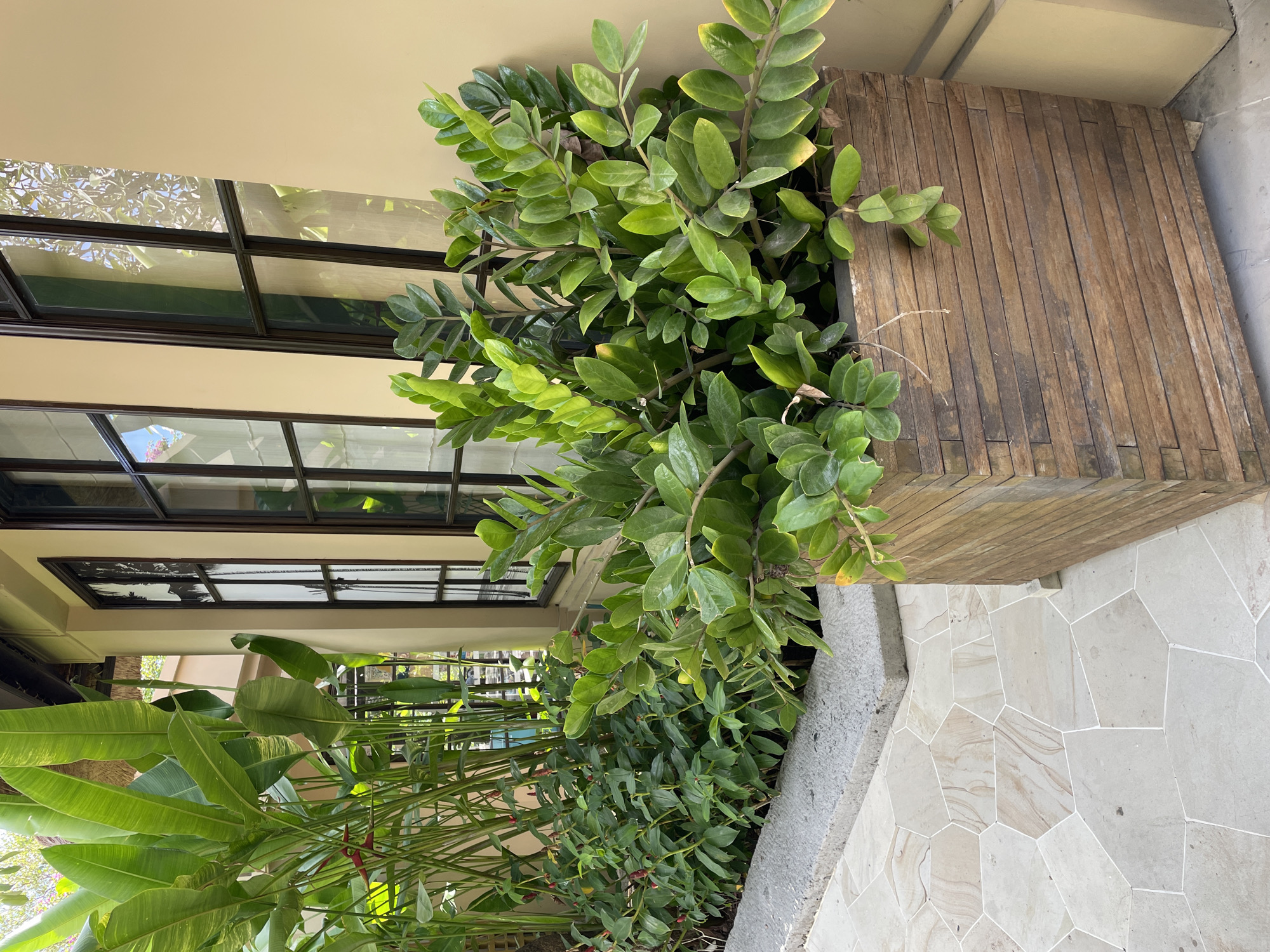 The image shows a plant-filled area next to a building with windows. A wooden planter box filled with green plants sits to the right of the image. Another row of plants, including some with large leaves, lines the edge of a walkway paved with irregular stone tiles. The building's windows are visible on the left, reflecting the sky and foliage. The building is painted in a light tan color. The location is not specified.
