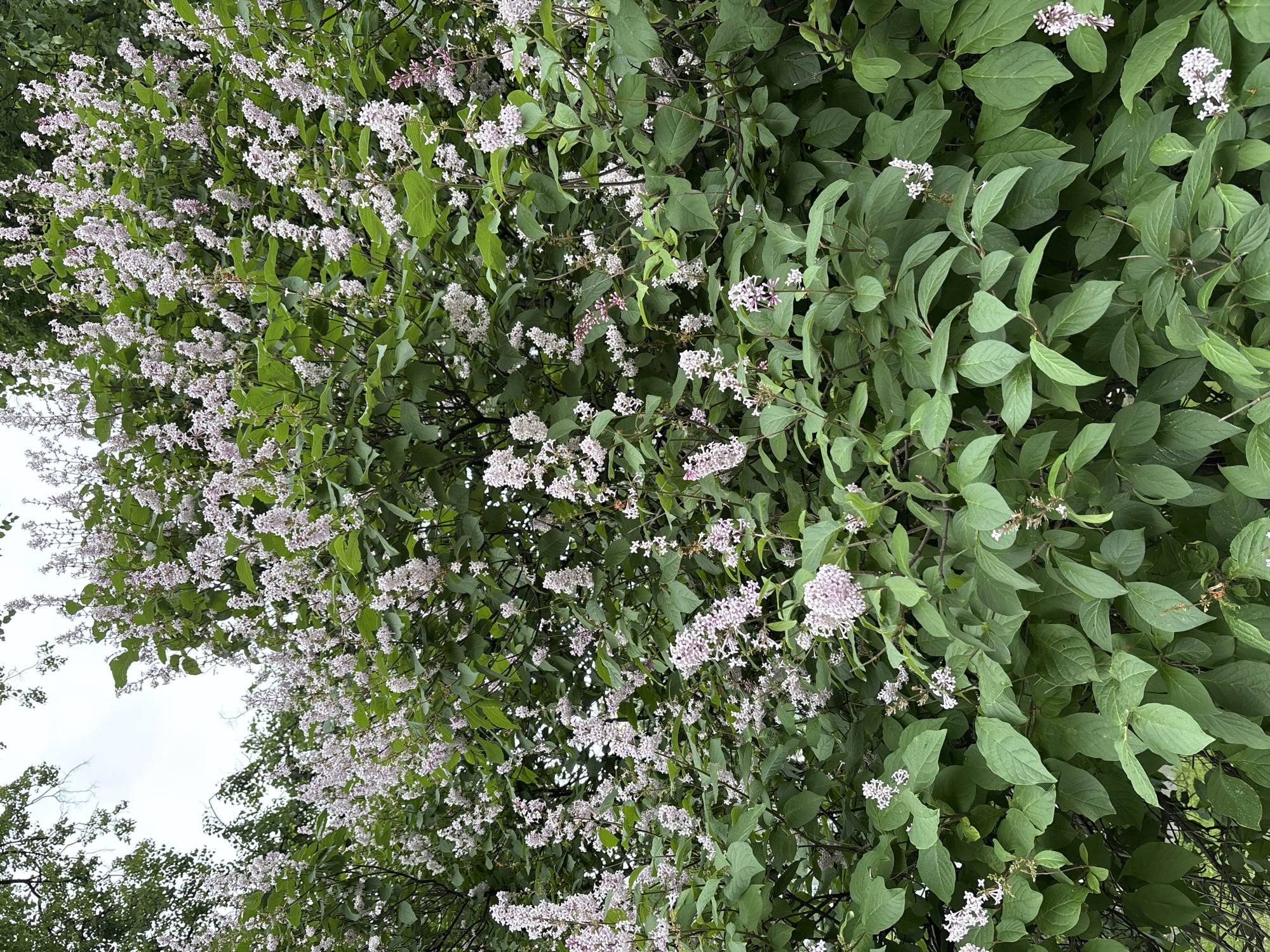 The image shows a dense bush with green leaves and clusters of small, pale pink and white flowers. The flowers are clustered in panicles, with individual blossoms appearing delicate and numerous. The bush is lush and full, with branches and foliage filling most of the frame. The background is a hazy, overcast sky and hints of darker green foliage from surrounding trees. The overall impression is of a blooming shrub in an outdoor setting. There are no people or specific landmarks visible to indicate a precise location in Saint Petersburg, Russia.