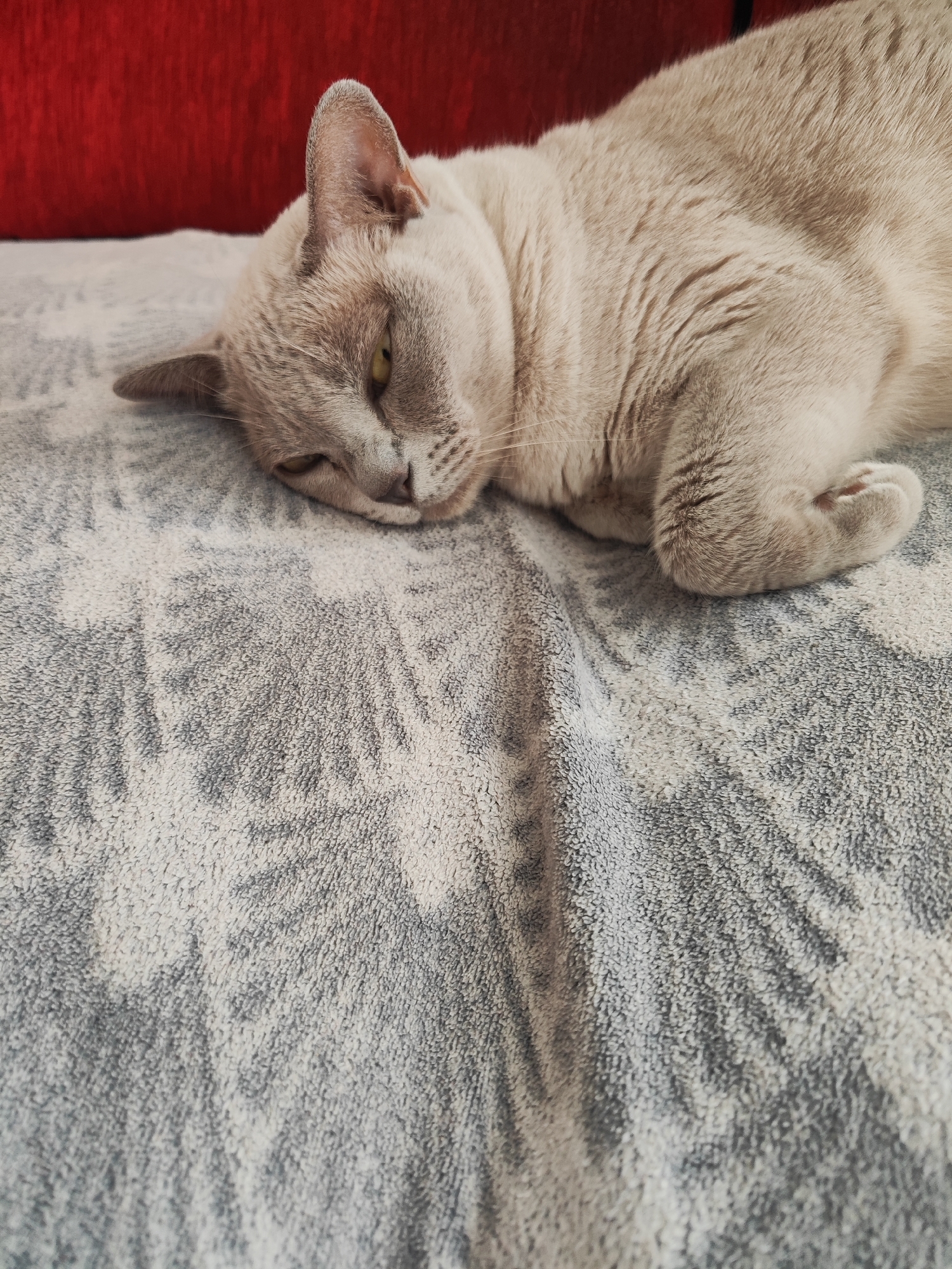 An image shows a light brown cat lying on a textured grey blanket with a blurred red background. The cat is facing to the left, with its head resting on its paws. Its eyes are partially closed, and its ears are perked up. The blanket has a pattern of lighter and darker grey areas, possibly representing a floral or abstract design. The red background appears to be a soft surface, such as a cushion or sofa. The image is well-lit, and the focus is on the cat and the blanket. There is no information about the location in Gvardeysk, Russia.