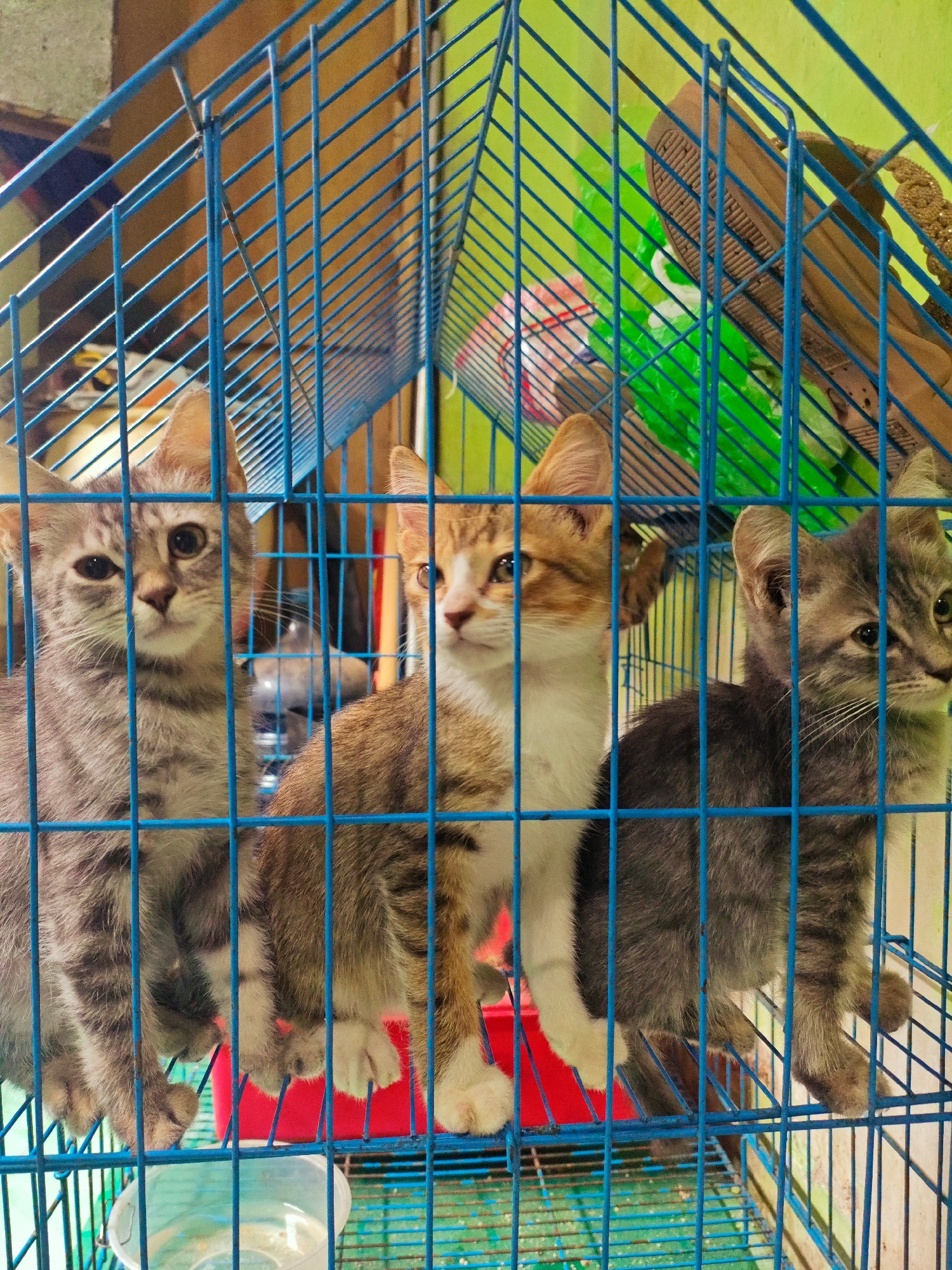 In Rejoagung, Indonesia, three kittens are housed in a blue metal cage. The kitten on the left is a tabby with grey stripes. The middle kitten has a mix of white and orange fur with tabby markings on its head and back. The kitten on the right is a tabby with darker grey stripes. All three kittens are looking in different directions. The cage contains a red plastic container and a clear plastic water dish. In the background, a green object and other indistinct items are visible. The overall environment appears to be indoors, with a yellow-green wall in the background.