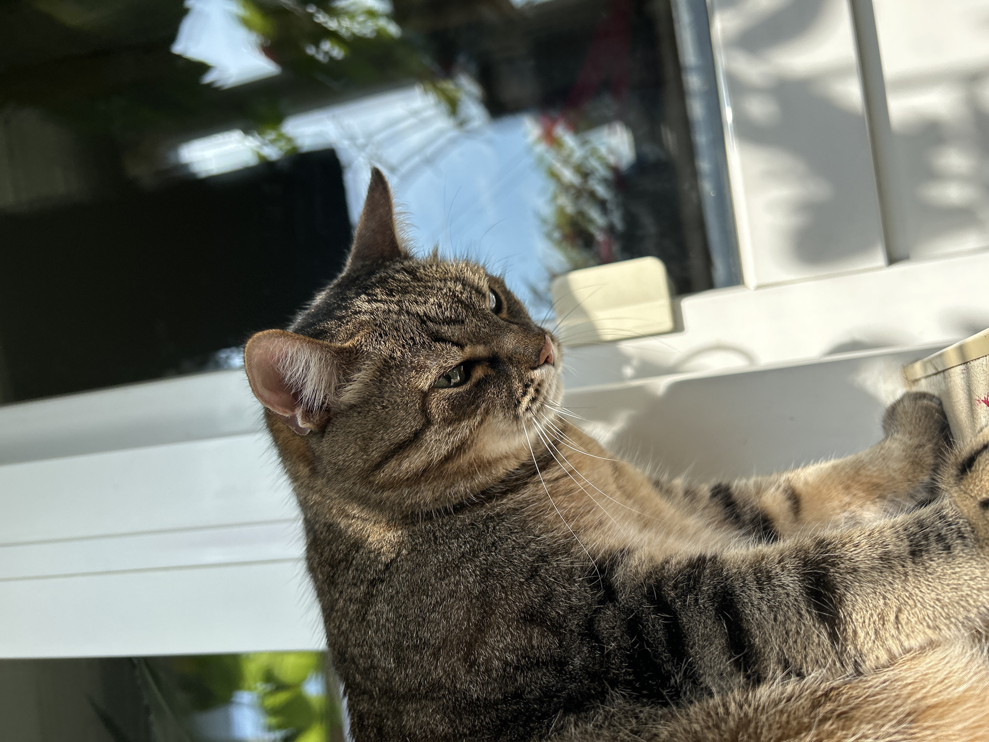 A close-up, low-angle shot captures a tabby cat with brown and black markings looking downwards. The cat is positioned in the foreground, with its head and upper body visible. It appears to be sitting on a surface, possibly a windowsill, given the white structure and window in the background. The window reflects a blurry image of green foliage and the sky. Sunlight casts shadows on the white structure, suggesting an outdoor or well-lit indoor setting. The cat's gaze is directed downward and slightly to the right, with its whiskers prominent. There is no indication of the cat's location in Moscow, Russia.