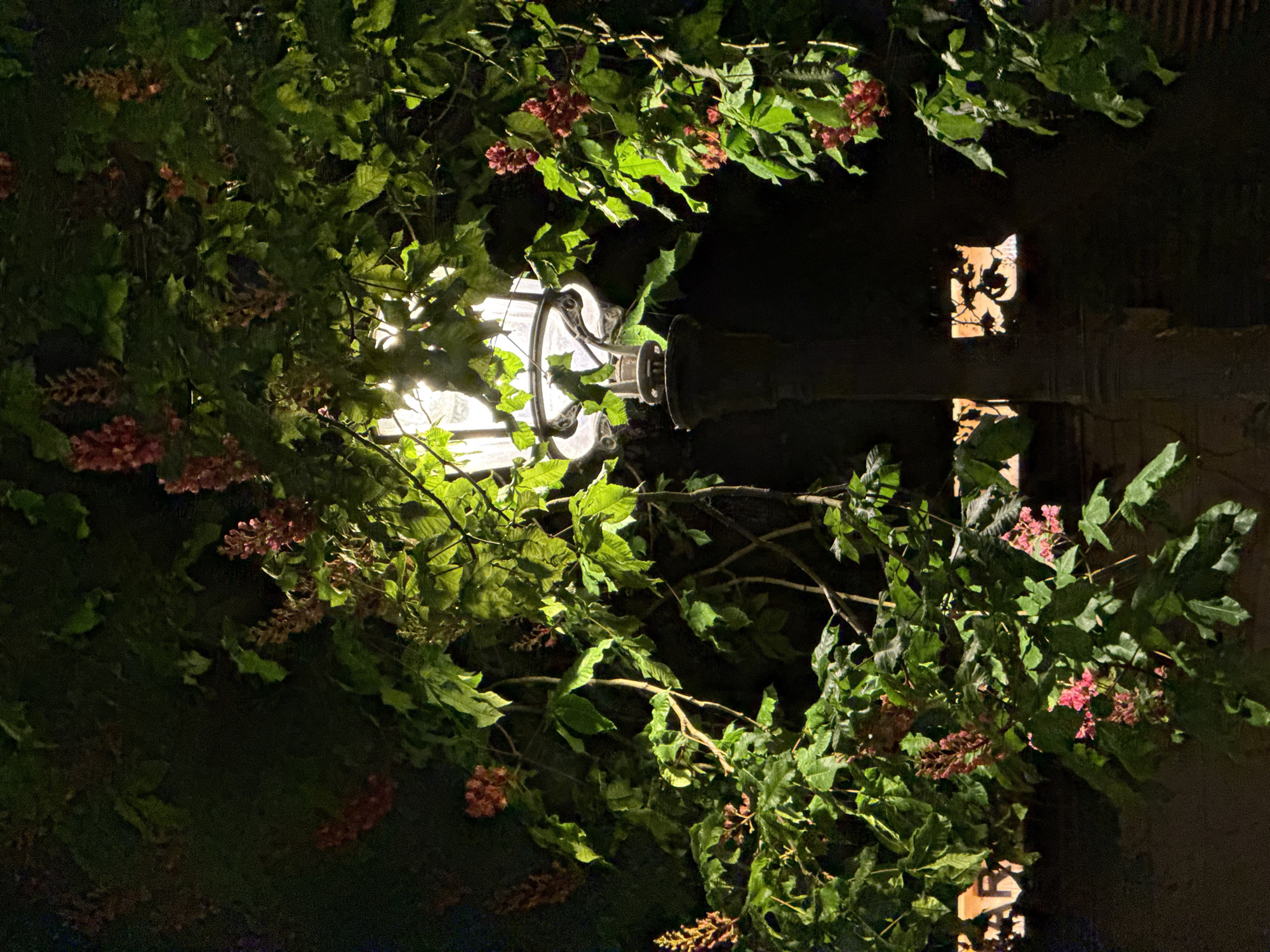A nighttime shot in Paris, France, features a glowing lamppost amidst lush green foliage with hints of red flowers. The lamppost has a classic design with a metal frame around a bright light. The leaves and flowers partially obscure the light, creating a play of light and shadow. In the background, a rectangular opening with a decorative grill reveals a glimpse of illuminated interior, possibly a window. The overall scene exudes a romantic and atmospheric quality.