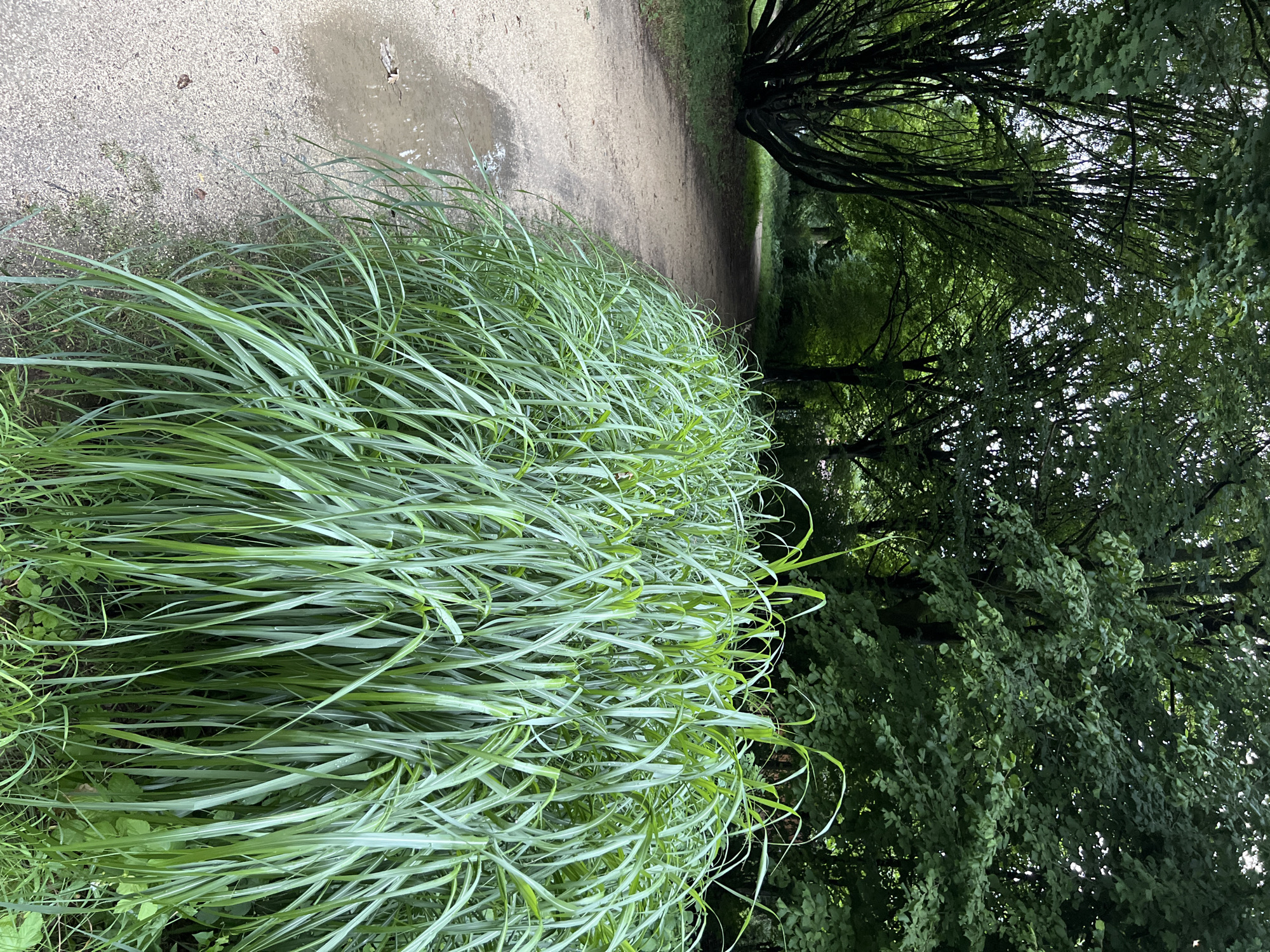 The image shows a path in a park lined with tall grass on one side and trees on the other. The path appears to be made of gravel and is wet in places, suggesting recent rain or dew. The grass is a vibrant green and has long, thin blades that are slightly bent over. The trees are dense and leafy, casting shadows on the path. The overall scene is serene and natural, evoking a sense of peace and tranquility. The time of day appears to be morning or late afternoon, given the soft lighting and the shadows. The location is Straubing, Germany. There is no visible text in the image.
