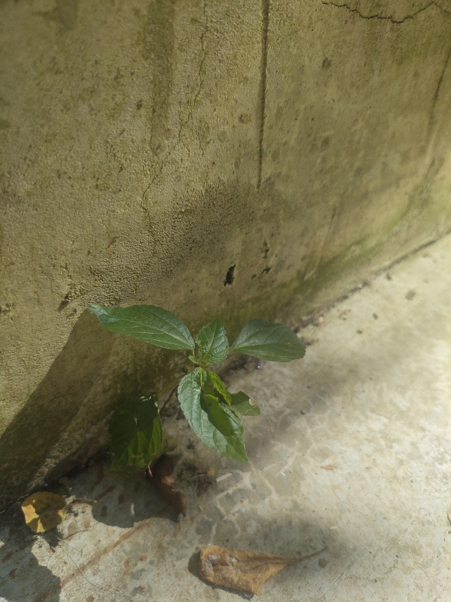 A small green plant grows from a crack in a concrete surface at the base of a weathered, beige wall. The wall has green algae or moss growing on it in patches, and there are visible cracks and imperfections on its surface. Shadows from the wall and the plant are cast on the concrete. A few dry leaves are scattered on the ground around the plant. The scene appears to be outdoors, possibly in an urban environment.