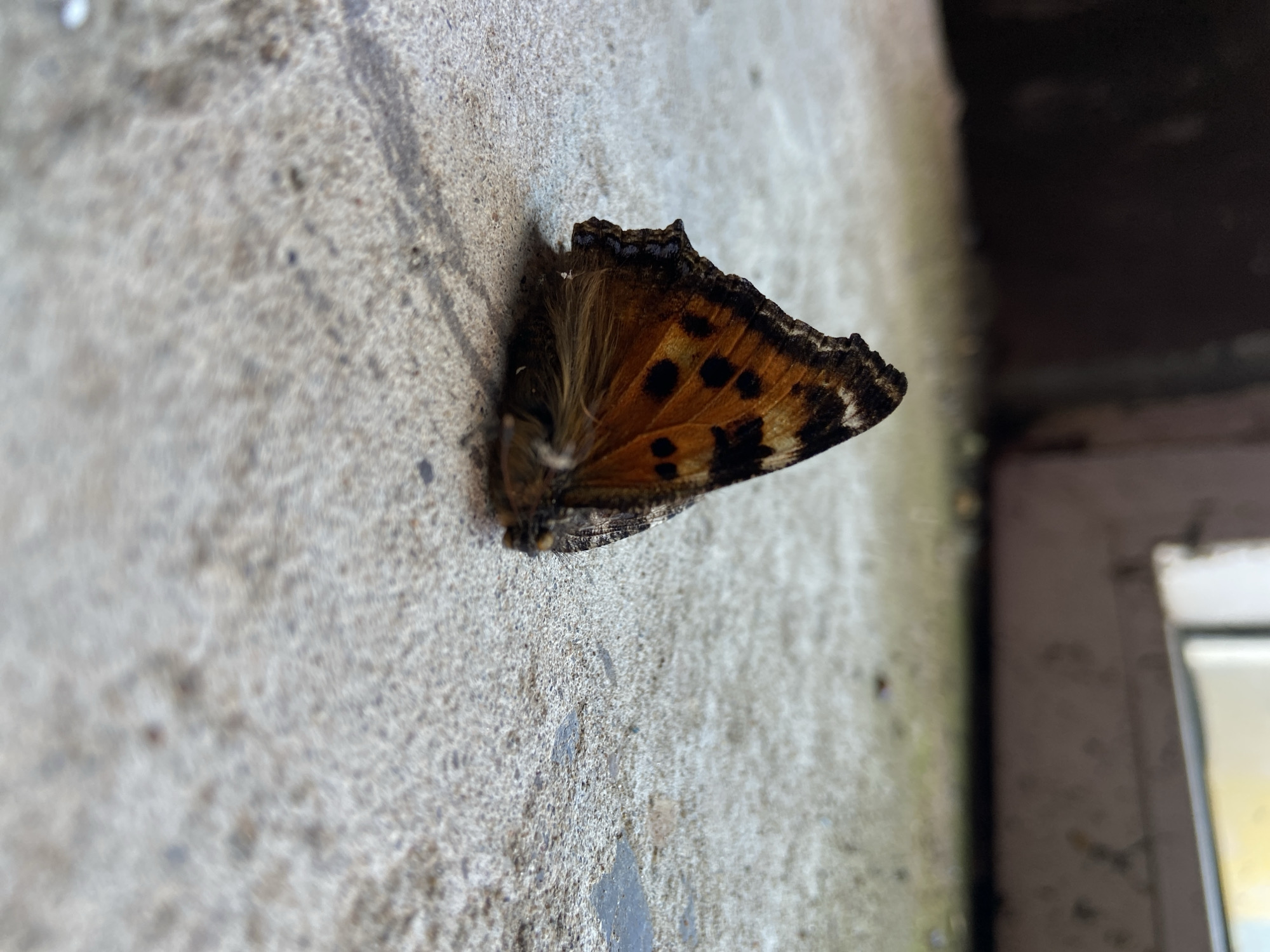 A close-up, angled shot captures a butterfly resting on a textured, light gray wall, likely an outdoor building surface in Olkhovka, Russia. The butterfly, identifiable as a Small Tortoiseshell (Aglais urticae), is positioned with its wings folded upwards, showcasing their vibrant orange-brown coloration adorned with prominent black spots and a jagged, dark brown to black outer edge. The butterfly's fuzzy body and fine antennae are also visible near the center of the image.
The wall surface is rough and granular, resembling concrete or stucco, with various subtle shades of gray and beige, and some darker streaks running vertically. The lighting suggests natural daylight. In the blurred background, to the right and top, a darker structure is visible, hinting at a window frame, door frame, or another part of the building. Some faint green, possibly moss or grime, can be seen on the far left side of the wall further into the background, indicating an outdoor setting. The focus is sharp on the butterfly and the immediate wall surface around it, while the background falls gently out of focus. No text is visible in the image.
