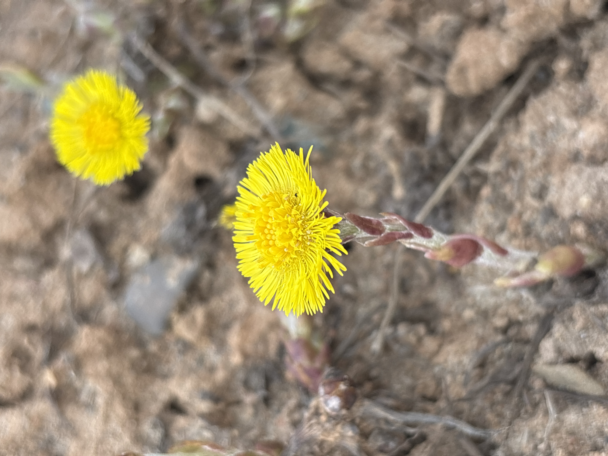 The image displays two bright yellow, dandelion-like flowers emerging from a textured, earthy ground. The prominent flower, located slightly to the right of the center in the foreground, is in sharp focus, showcasing its numerous slender petals radiating from a dense, circular core of disc florets. Its stem is visible, appearing reddish-brown and covered with scale-like bracts. Another similar yellow flower is visible in the upper left background, blurred due to a shallow depth of field.
The setting is an outdoor natural environment, characterized by dry, light brown soil with varying textures, suggesting a barren or sparsely vegetated area. No specific activities or events are depicted beyond the natural growth of the flowers. The bright illumination indicates it is daytime. The visual characteristics of the flowers, particularly their structure and the scaly stems emerging from the ground, strongly suggest they are Coltsfoot (*Tussilago farfara*), an early spring bloomer often found in disturbed soils. There are no people, animals, or visible text in the photograph. The scene conveys a sense of early spring emergence in the natural landscape of Прикамский, Russia.