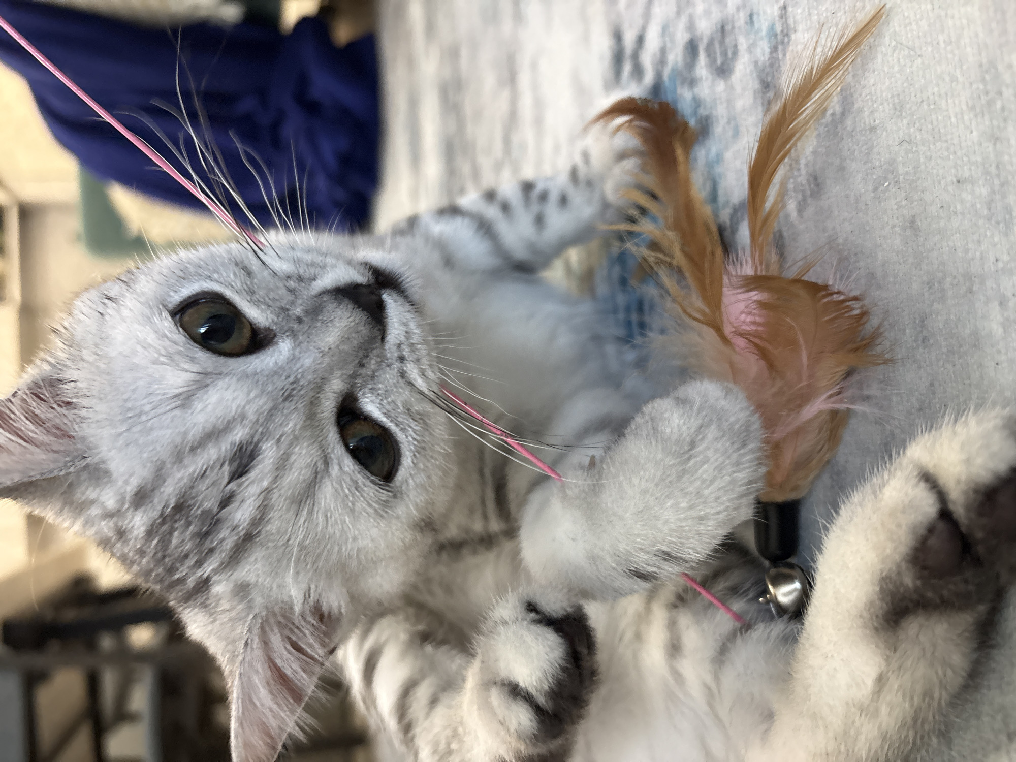 The media file shows a close-up, low-angle shot of a silver tabby kitten playing with a cat toy. The kitten has large, expressive eyes, prominent whiskers, and a mottled grey and white coat with black stripes. Its paws are raised, and it appears to be batting at the toy, which consists of feathers and a small bell attached to a pink string. The background is blurred, but hints of a blue fabric, possibly a blanket or clothing, and a light-colored, textured surface, likely a rug or bed, are visible. The lighting suggests it is daytime, possibly indoors, given the lack of strong shadows and the soft, diffused light. The kitten's wide eyes and playful posture convey a sense of curiosity and amusement. The overall impression is one of a cozy, domestic setting, with the kitten engaged in a moment of playful activity. No visible text is present in the image.