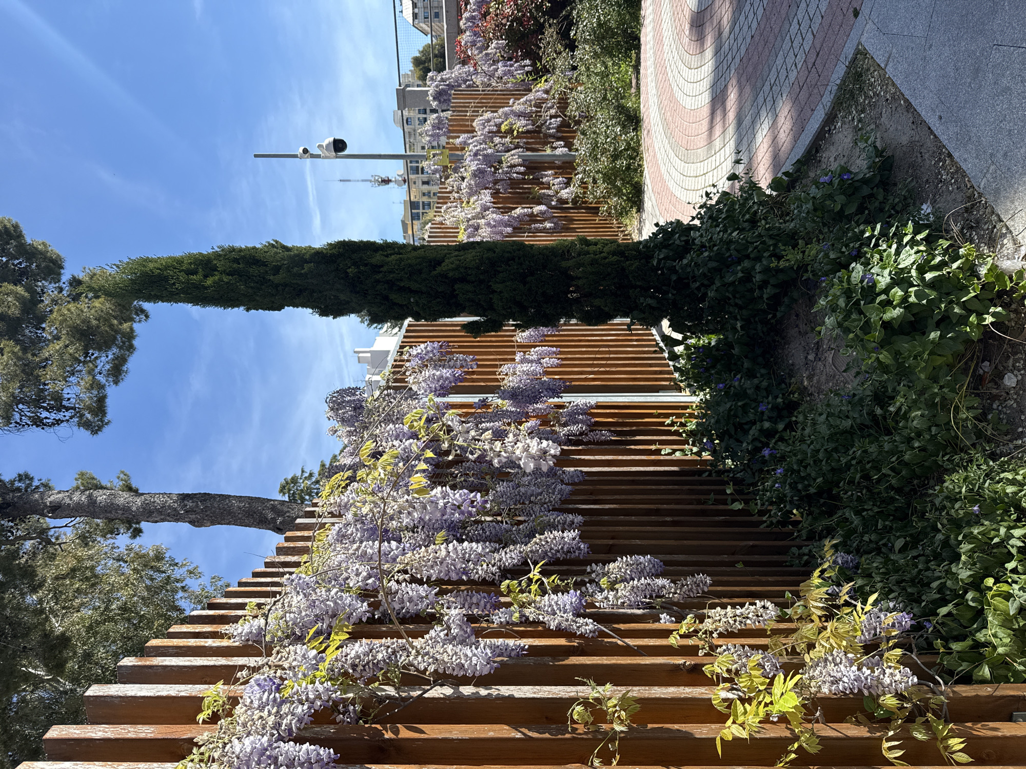 The image captures a vibrant scene in Madrid, Spain, featuring a wooden staircase adorned with cascading wisteria blossoms. The steps are constructed from horizontal planks, creating a natural, architectural design. The wisteria vines, loaded with light purple flowers, drape elegantly over the staircase, adding a touch of romance to the setting. A slender cypress tree stands tall amidst the scene, adding a vertical element to the composition. Adjacent to the staircase, lush greenery and shrubbery complement the blooming wisteria. In the background, glimpses of city buildings and a clear blue sky add depth to the composition. Additionally, a street light and a small section of red and white patterned pavement are visible on the right side, providing contextual clues to the location.