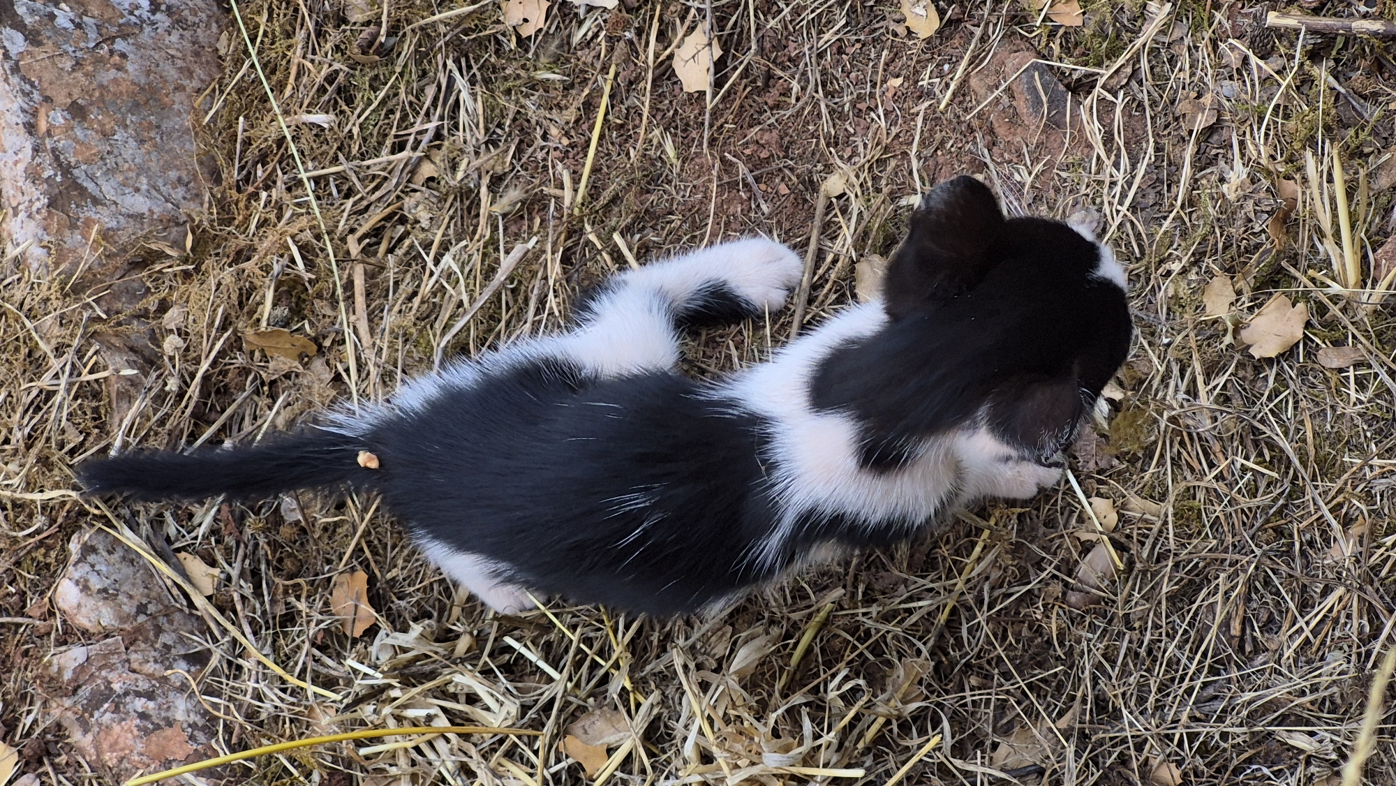 An overhead, high-angle shot shows a black and white kitten lying on a bed of dry straw, twigs, and dirt. The kitten is mostly black with white patches on its chest, paws, and face. It is curled up, facing towards the bottom right of the frame. A small piece of what appears to be food is stuck to the end of its tail. In the background, a large rock formation is visible. The scene is outdoors and appears to be in a natural setting.