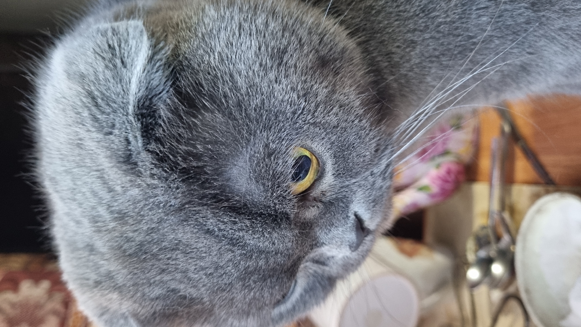 A close-up, head-and-shoulders shot of a grey Scottish Fold cat focuses on its face. The cat's fur is short and dense, with a slightly ruffled texture. Its left eye, with a yellow iris and a dark pupil, is prominently visible, looking downwards. The cat's ears are folded forward, characteristic of the breed. Its whiskers are long and white, fanning out from its muzzle. In the background, out of focus, are various objects, including a white cup-like item on the left, and what appears to be fabric with a floral pattern of pink and green flowers. A metallic object, possibly a pair of scissors, is visible in the middle ground. The lighting is soft, casting subtle shadows on the cat's face, highlighting the contours of its fur. The image does not contain any information about the city of Vysokoe, Russia.