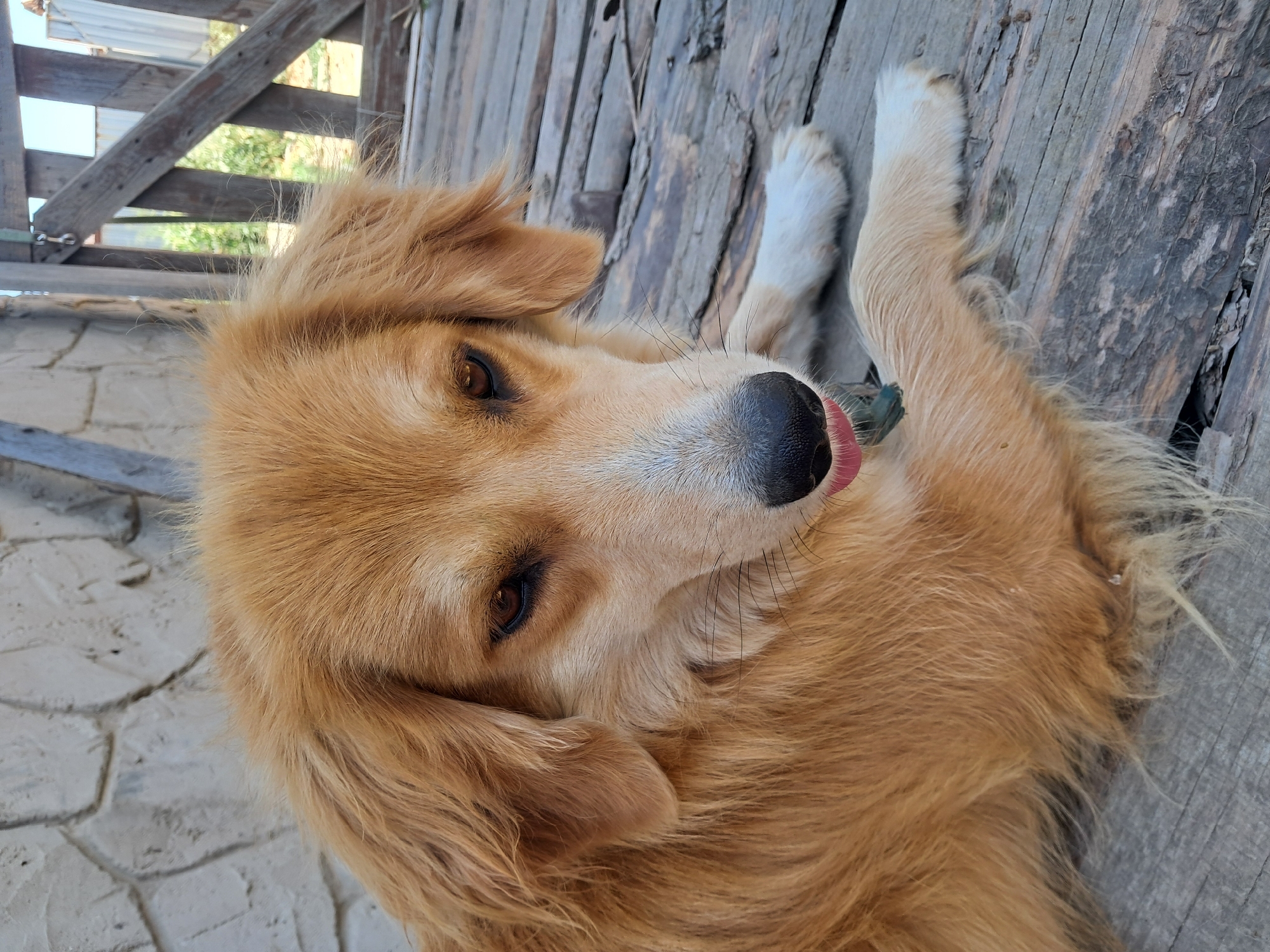 A medium shot captures a golden-colored dog with a black nose and a pink tongue slightly protruding from its mouth, resting on a weathered wooden surface. The dog's fur is long and appears fluffy, particularly around its neck and ears. Its brown eyes are looking downwards and to the right. In the background, a stone wall is visible on the left, and a wooden fence with vertical planks is on the right. The overall environment appears to be outdoors, possibly a yard or patio, with hints of greenery and structures suggesting an urban or suburban setting, though the specific location is unknown. The lighting suggests it is daytime.