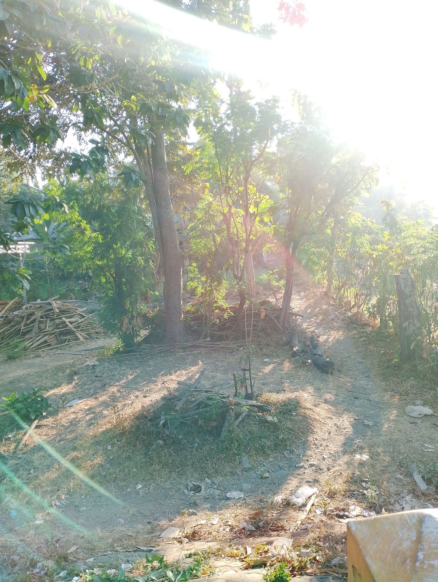 The image depicts a sun-drenched outdoor scene, likely in a rural or semi-rural area, with a path winding through overgrown vegetation and trees. The sunlight creates strong lens flares and dappled shadows across the ground, which is composed of dirt, dry grass, and scattered debris. To the left, a pile of cut wood or branches is visible. In the background, more trees and foliage create a dense green canopy, with glimpses of what might be structures or fencing through the leaves. The overall impression is one of a natural, perhaps somewhat unkempt, environment bathed in bright sunlight. There are no people visible in the image. The location is specified as Mojo, Indonesia.