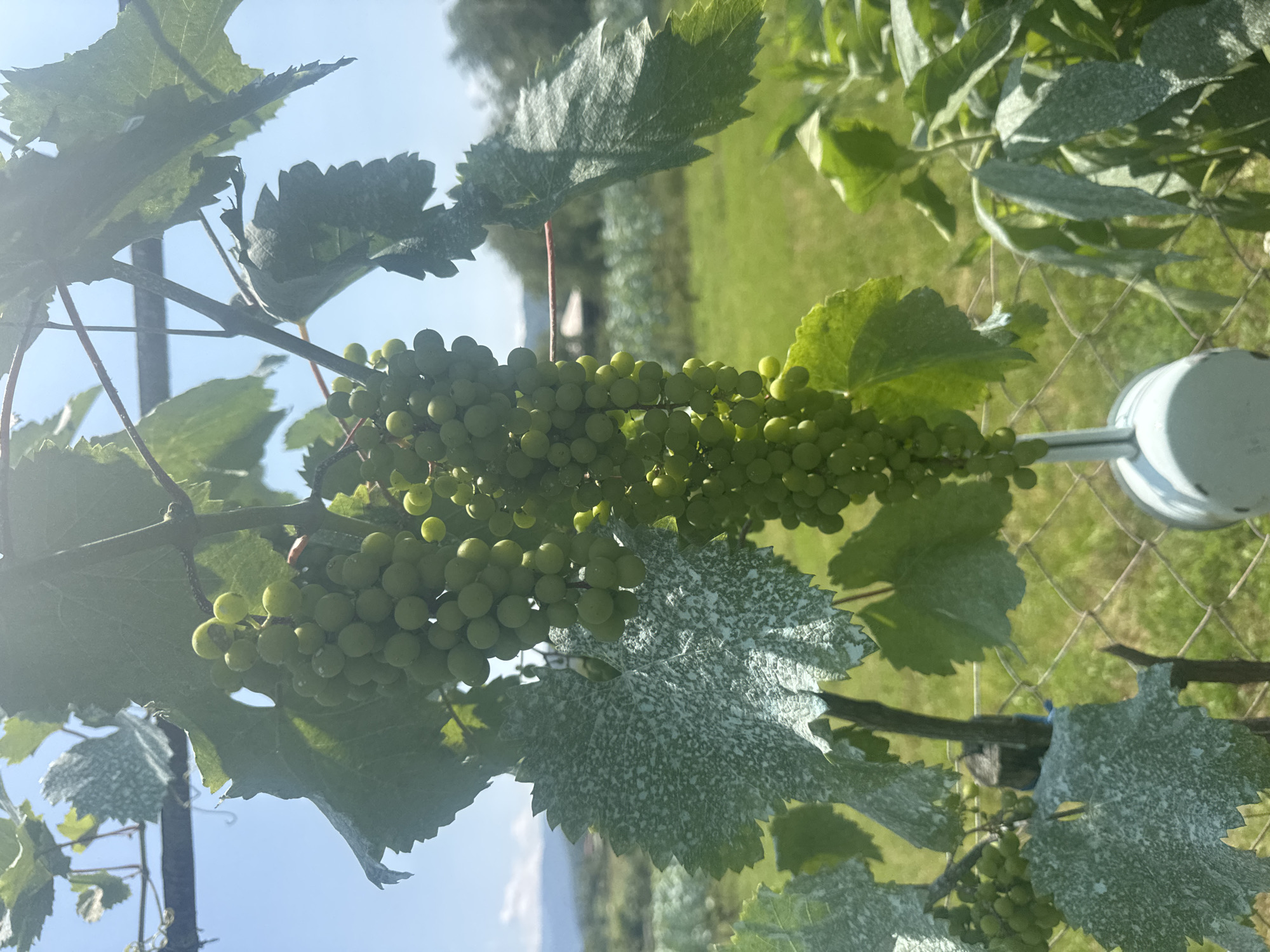 The image depicts a close-up view of green grape clusters hanging from a vine, with large, serrated leaves in the foreground and background. Some of the leaves are coated with a white powdery substance, possibly mildew or a treatment. The scene is outdoors, with a clear blue sky overhead, suggesting a sunny day. In the middle ground, a blurry landscape is visible, featuring green fields and trees, and a faint structure that could be a building. A wire fence runs across the lower portion of the image. A small, light blue watering can is partially visible at the bottom center. The overall impression is of a vineyard in a rural or semi-rural setting. While the specific location of Savane, Georgia, is mentioned, the image itself does not contain any explicit visual cues to confirm this location.