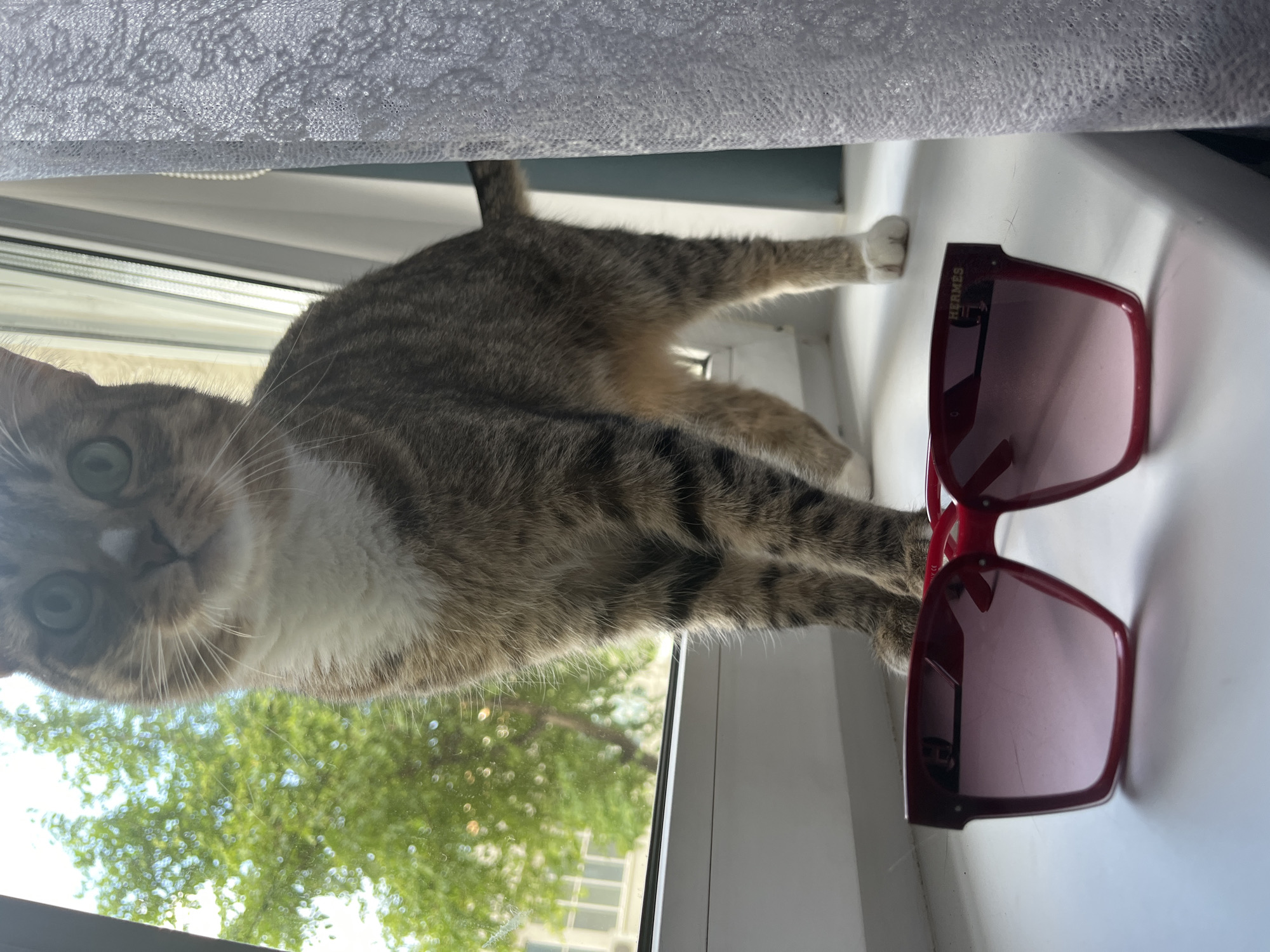 A tabby cat with white markings is lying on a white windowsill, looking directly at the camera. To the cat's right are a pair of red Hermès sunglasses. Outside the window, green trees and a light-colored building are visible. The image was taken in a domestic setting, likely indoors. It's impossible to verify the location in the city of Izhevsk, Russia from the image alone.