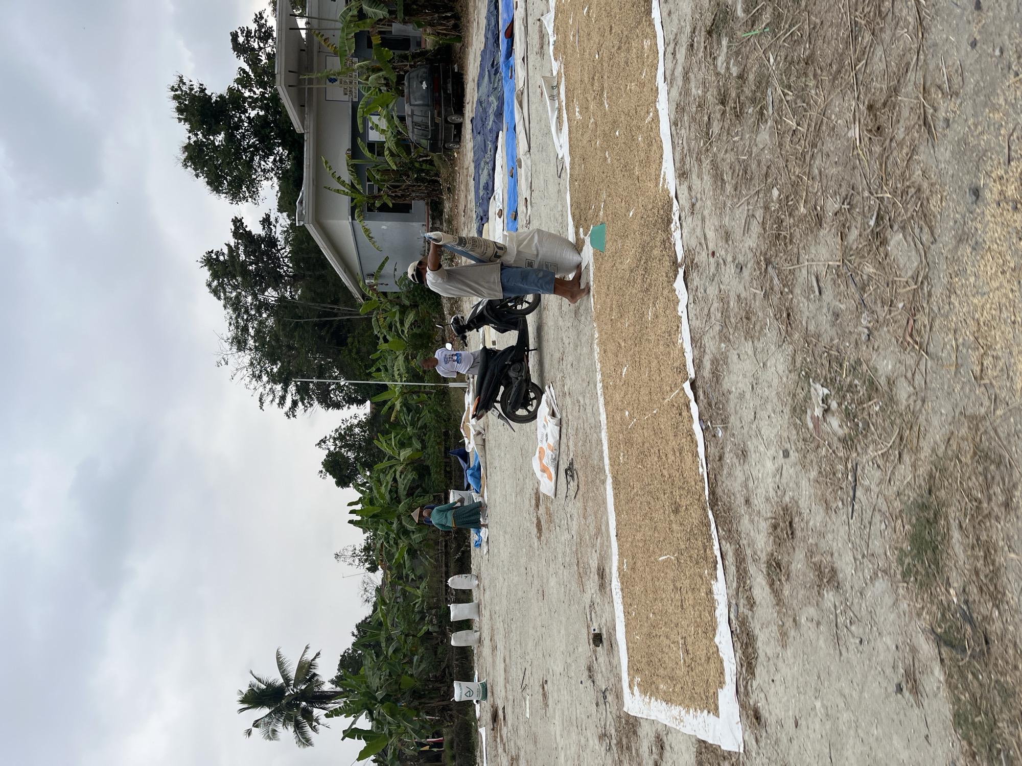 In Karangtanjung, Indonesia, an outdoor scene depicts the drying of grains. A large expanse of pale, sandy ground is covered with white tarpaulins, upon which a substantial quantity of light-brown grains is spread out to dry. Several large white sacks are positioned on the ground, some filled and others appearing empty. Two men are actively engaged with these sacks. One man, wearing a light-colored t-shirt and blue shorts, is standing and pouring grain from a white sack into a larger, lighter-colored sack. He is barefoot. Another man, to the left and further back, stands near a motorcycle and appears to be observing the process. He is wearing a white t-shirt and dark pants. A woman, wearing a blue-green garment and a conical hat, is also present in the background, walking on the sandy ground. A motorcycle is parked on the right side of the image. In the background, a light-colored building with a gray roof is visible, and several banana trees and other lush green vegetation line the perimeter of the area. The sky is overcast with gray clouds. The overall impression is of a rural agricultural setting actively involved in post-harvest processing.