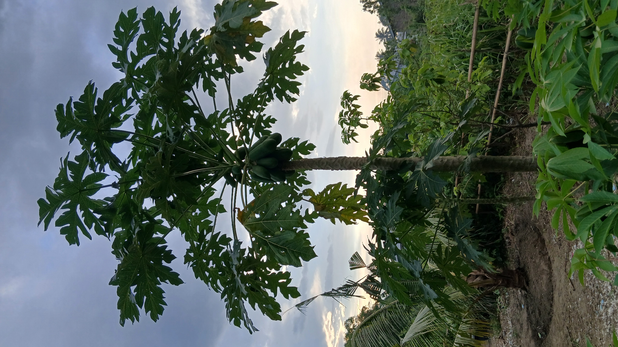 The image depicts a papaya tree bearing green fruit against a cloudy sky. The tree is situated in an outdoor setting with lush vegetation surrounding it. The ground appears to be a mix of soil and debris. In the background, a bamboo fence can be seen, and beyond that, more trees and a hint of buildings suggest a rural or semi-rural environment, consistent with the location of Klambir Lima Kebun, Indonesia. The lighting suggests it is either early morning or late afternoon. There are no people visible in the image.