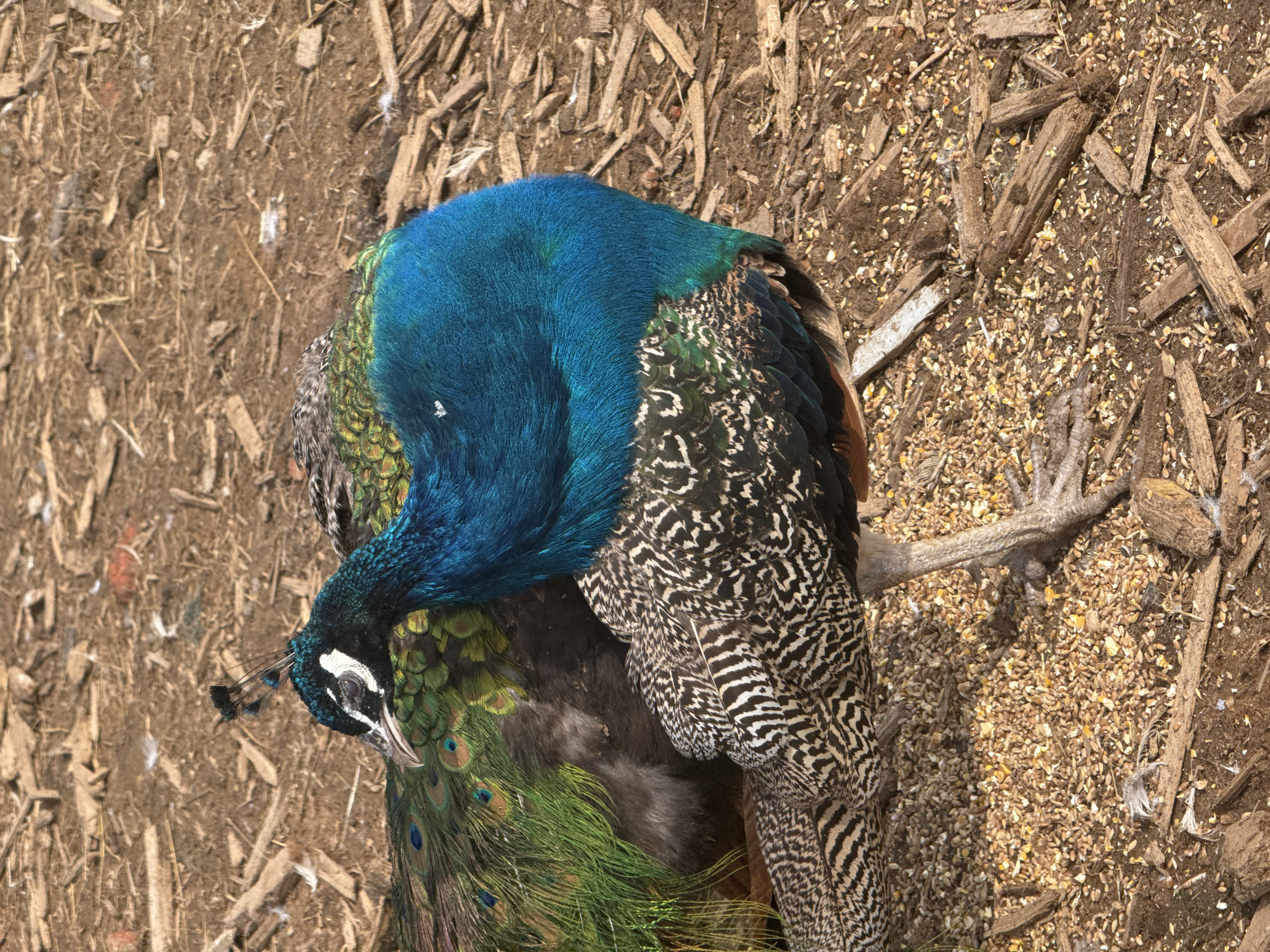 The image shows a peacock in Unknown, Unknown. The peacock has a vibrant blue head, a black and white patterned neck and body, and green and iridescent feathers on its tail. The bird is standing on ground covered with wood chips and grain. The lighting suggests it is daytime.