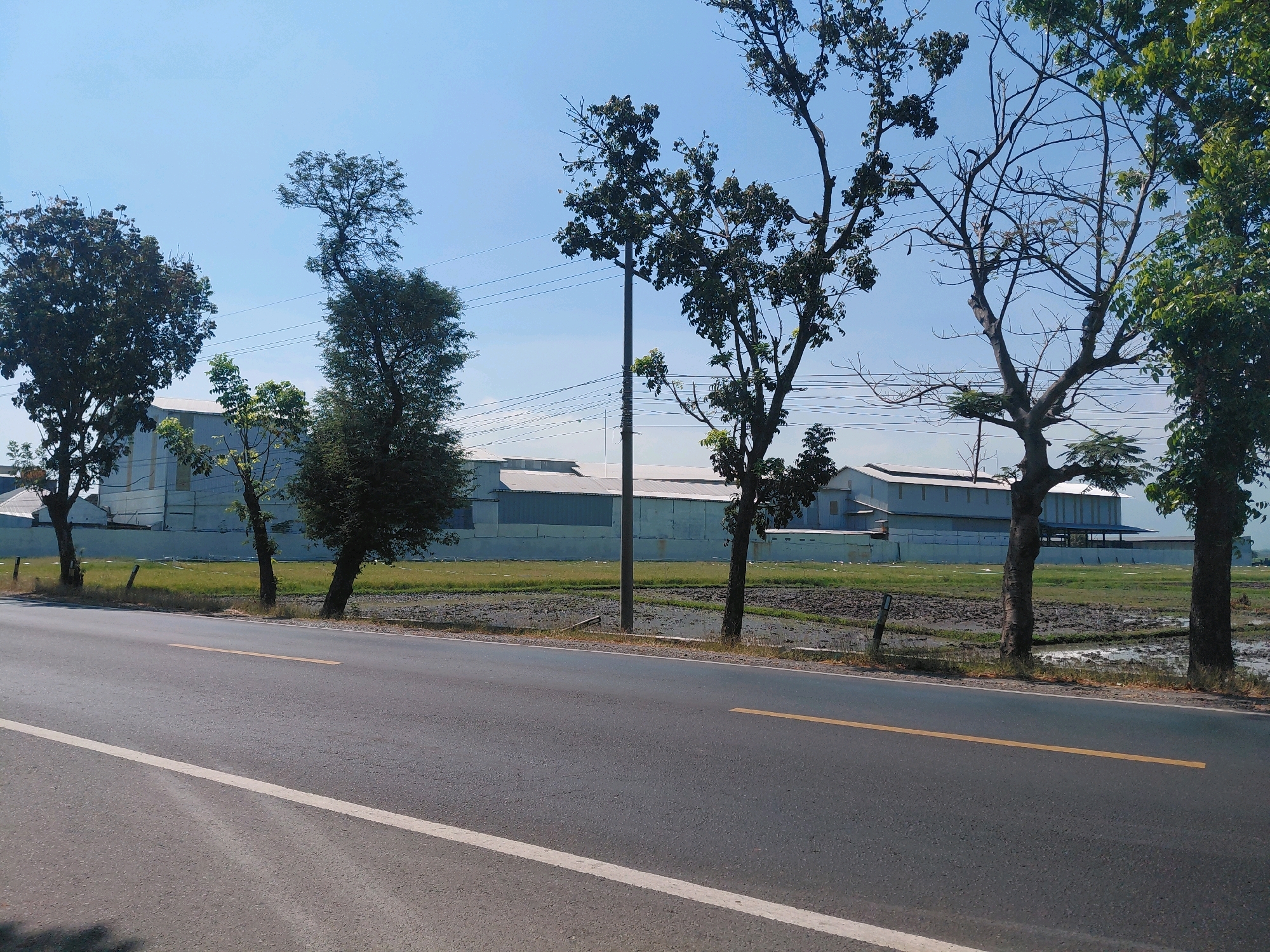 The image captures a roadside scene in Asembakor, Indonesia. The foreground is dominated by an asphalt road with a white line on the left edge and a yellow line in the center, indicating traffic lanes. Beyond the road, a sparse line of trees stands along the edge of a field, which appears to be a paddy field with some standing water and mud. In the background, a large, long, light-colored building with a silver roof is visible, likely an industrial or commercial facility. The sky is clear and blue, suggesting a sunny day. There are no people or animals visible in the frame. The overall impression is one of a rural or semi-industrial area.