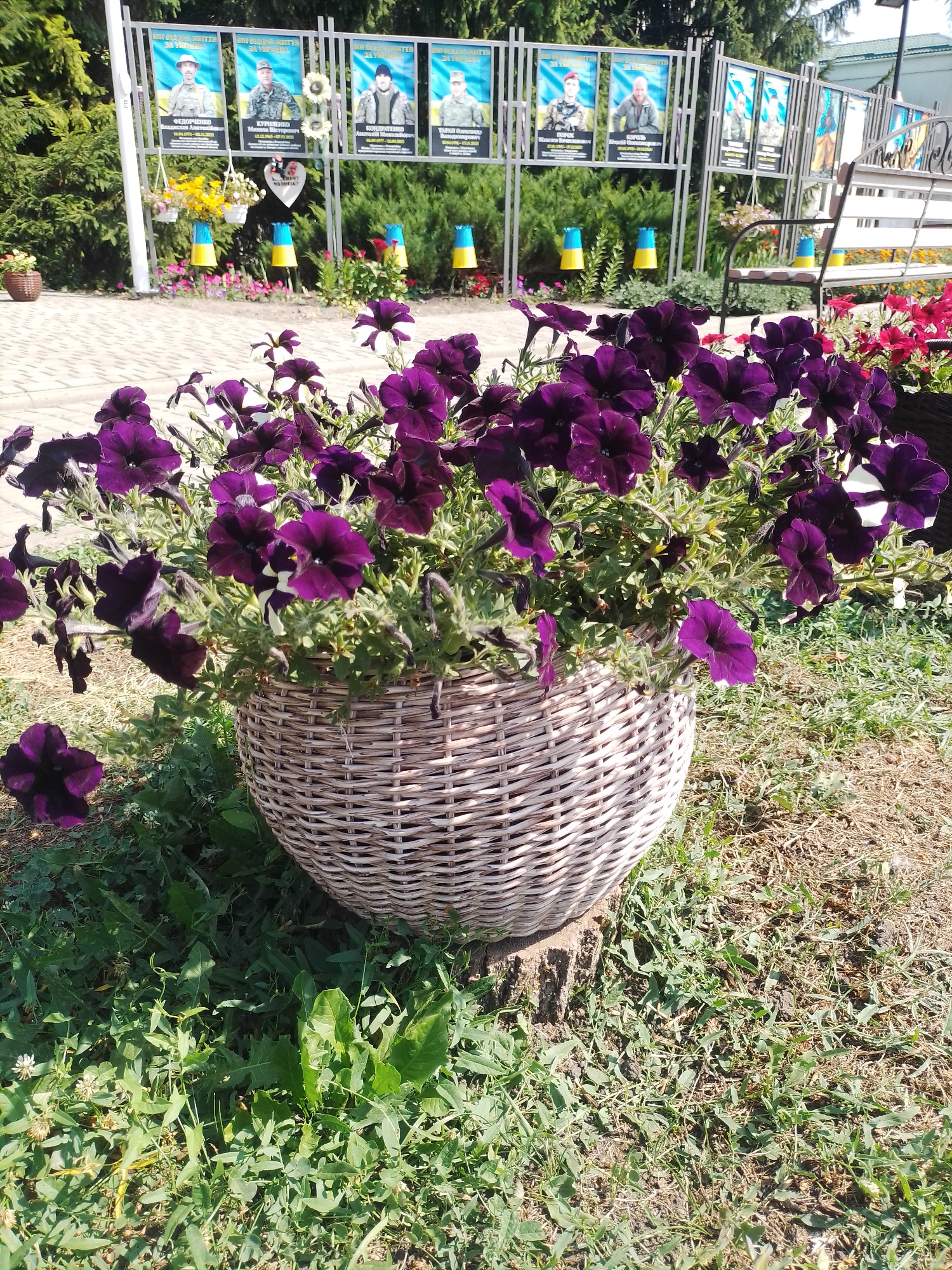 The image depicts a solemn outdoor memorial in the city of Romodan, Ukraine, likely dedicated to fallen soldiers. In the foreground, a large wicker basket overflows with deep purple petunias, with a single fallen bloom on the ground. Behind the flowers, a series of metal frames display portraits of Ukrainian soldiers, each accompanied by text. The portraits are framed by yellow and blue Ukrainian flags. A park bench is visible to the right of the memorial, set against a backdrop of green foliage. The ground is covered with a mixture of grass and dry earth. The overall scene conveys a sense of remembrance and respect for those who served.