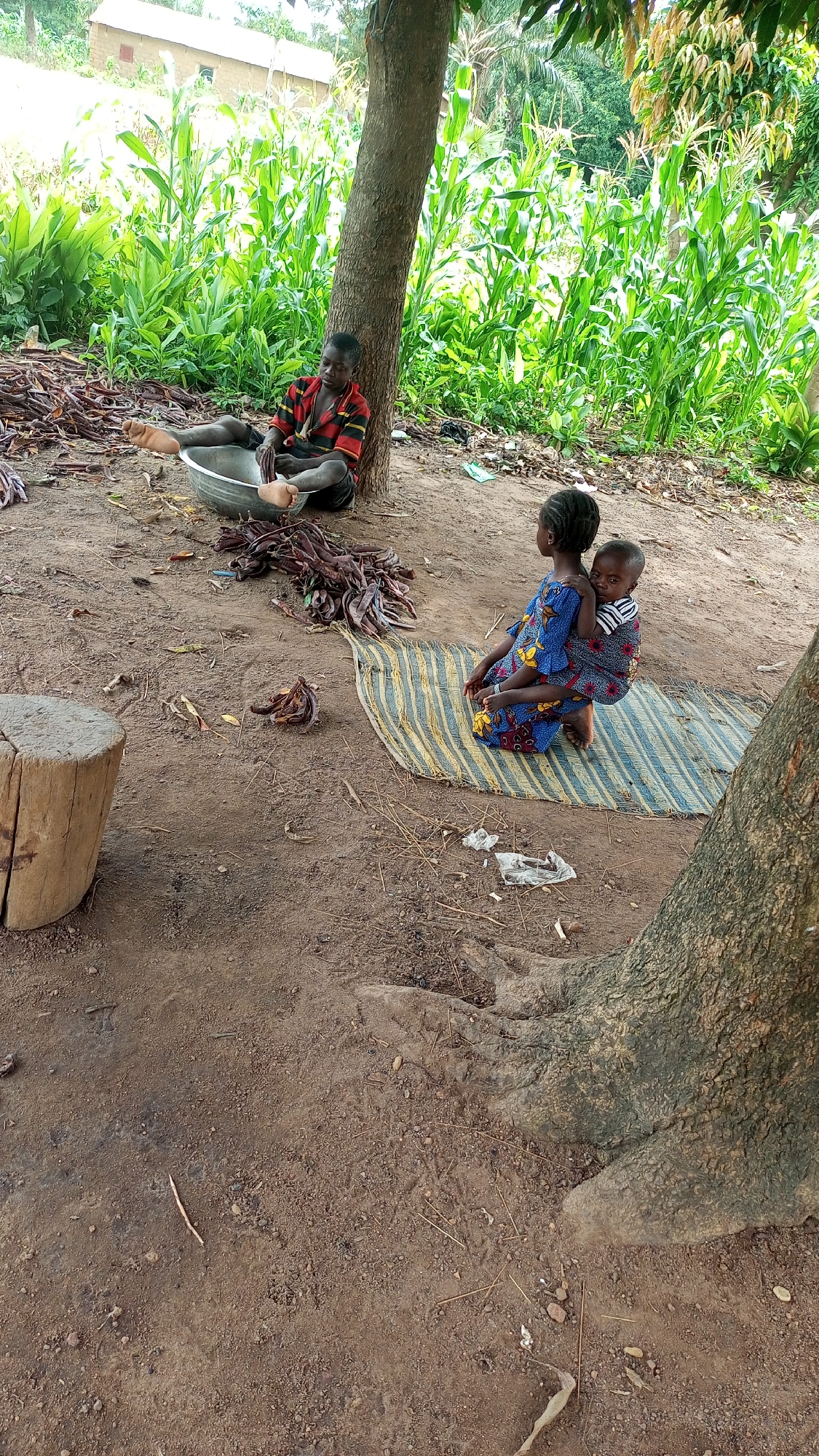 In Jere North, Nigeria, two children and a young person are pictured outdoors under the shade of a tree. The scene appears to be a rural setting with a cornfield visible in the background and a small building in the distance. The ground is covered in dirt, with some dry leaves and twigs scattered around.
To the left, a young person is seated on the ground next to a large metal basin. They are wearing a striped shirt and dark pants, and their legs are extended, with their feet bare. The basin contains what appear to be dried pods or seeds. A pile of similar items is situated beside the basin.
In the center right of the image, a young girl is seated on a striped mat. She is wearing a colorful dress and has a baby strapped to her back. The baby is wearing a striped shirt. The young girl is facing away from the camera, and her head is slightly turned to the side.
To the left of the scene, a wooden stump is visible. In the background, lush green corn stalks tower over the other elements, with some trees and foliage beyond. The overall impression is one of everyday life in a Nigerian village.