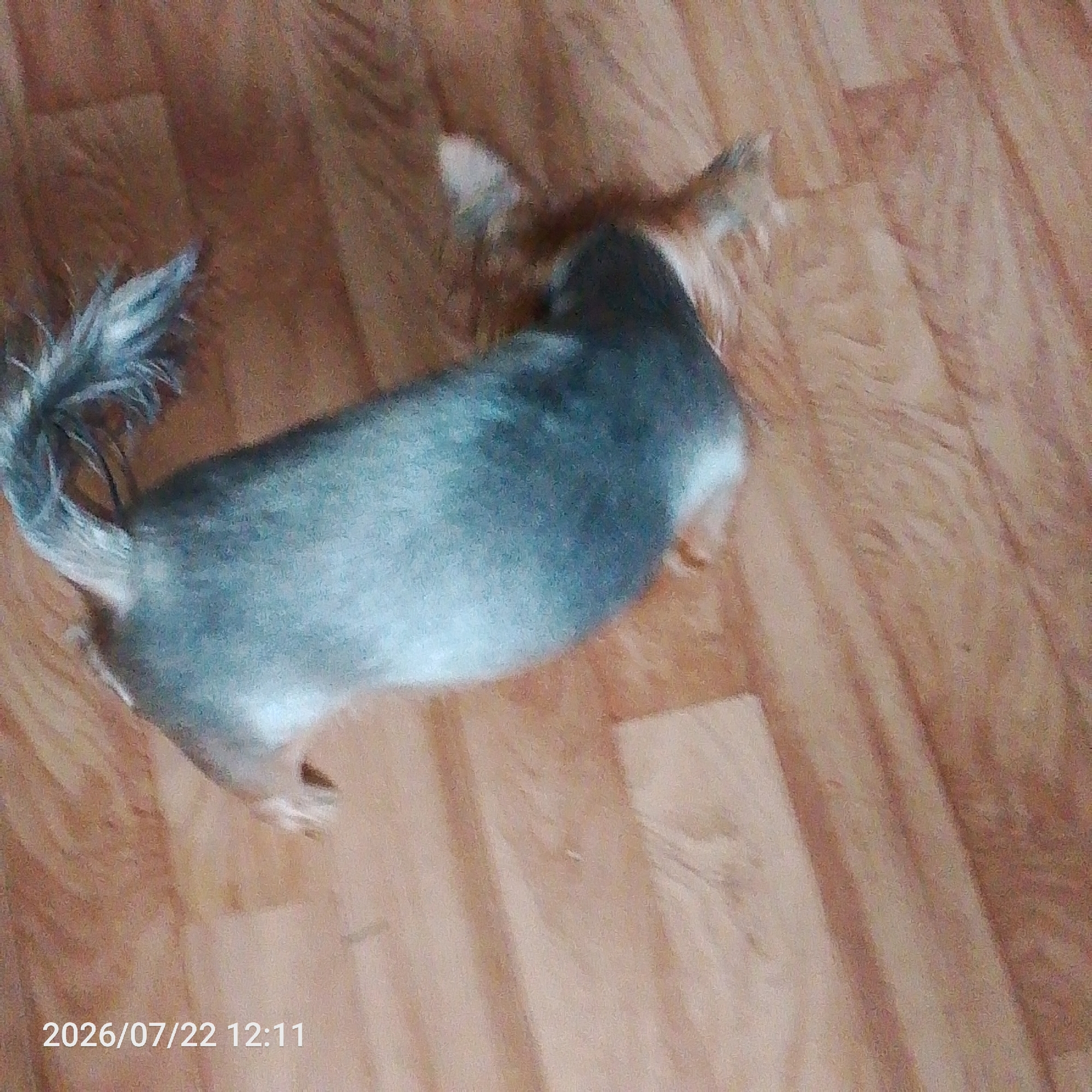A small, grey and tan dog is seen from a high angle, lying on a wooden floor. The dog's tail is raised and appears to be fluffy. The floorboards are light brown and have a visible wood grain pattern. The image has a timestamp in the bottom left corner that reads "2026/07/22 12:11". The scene is indoors, and the lighting appears to be natural. The dog's fur is a mix of grey and light brown, with some white visible on its underbelly and the tip of its tail. The dog's posture suggests it is either resting or preparing to move.