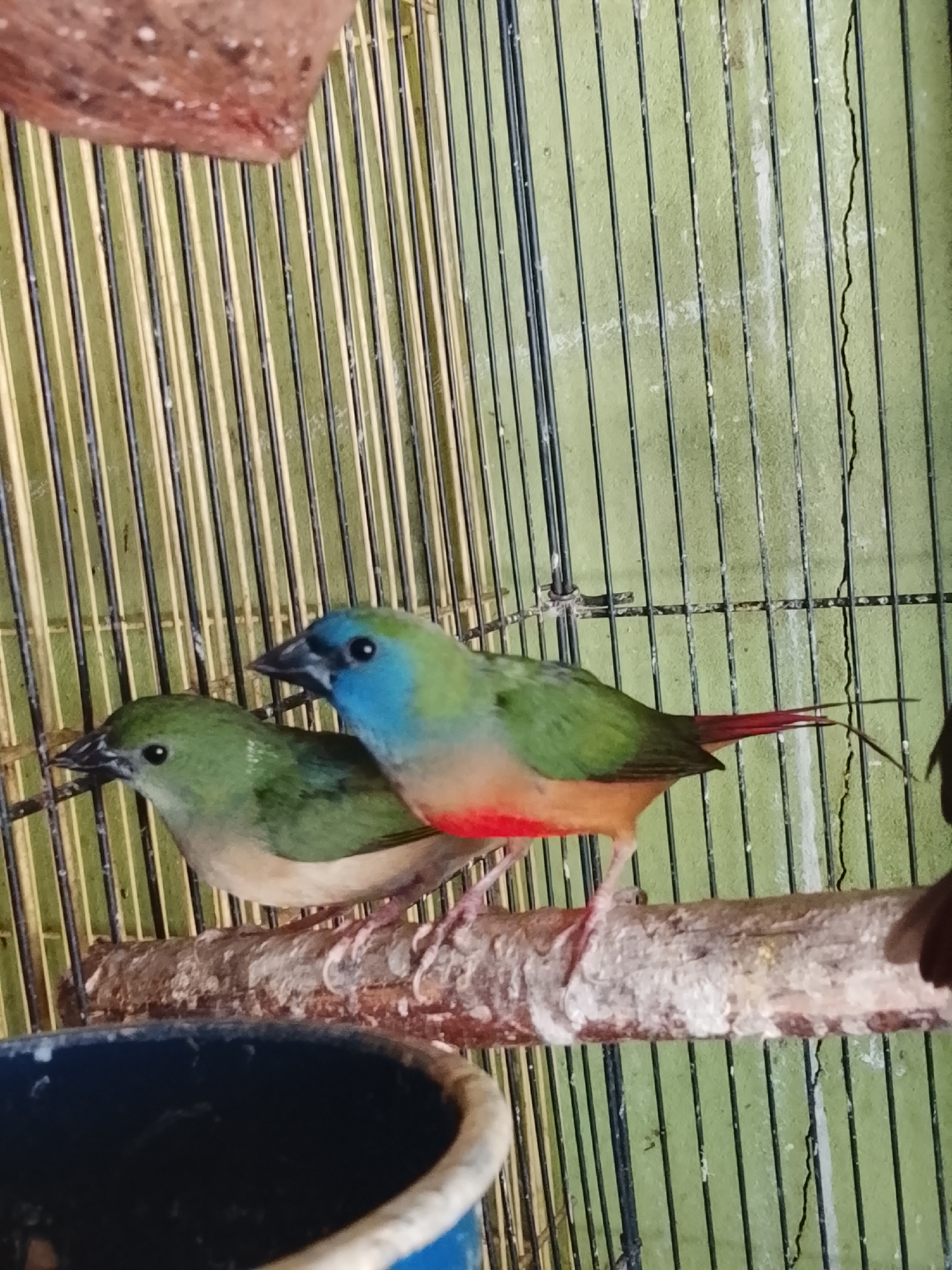 Two finches are perched on a branch inside a cage. The finch in the foreground is primarily green with a lighter underside. The finch behind it is more colorful, with a bright blue head, green back, and a red patch on its underside. They are in a cage with thin vertical bars and a light green background. The bottom left of the image shows a blue ceramic bowl, partially filled with a dark substance. The setting appears to be indoors, possibly a home or aviary, within the city of Kuta Trieng, Indonesia.