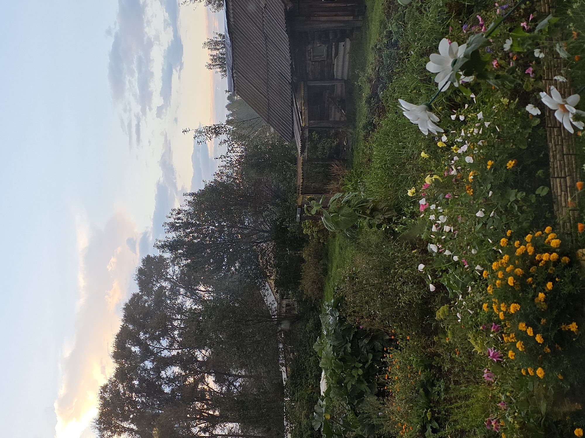 The image depicts a rural backyard scene, likely in Magnitka, Russia, during what appears to be late afternoon or early evening. The sky is a soft blue with scattered clouds, tinged with the warm hues of sunset. In the foreground, a vibrant garden bursts with various flowers, including bright yellow marigolds, delicate white dahlias, and other smaller colorful blossoms. Lush green foliage and large leafy plants, possibly vegetables, fill the midground, suggesting a well-tended garden. To the right, a rustic wooden structure, perhaps a shed or small house, with a corrugated metal roof, stands partially obscured by the vegetation. Behind the garden and the structure, a dense line of trees forms a natural backdrop, and in the far distance, hints of other structures and a hazy horizon can be seen. The overall impression is one of peaceful, rustic tranquility. There are no people visible in the image, and no actions or interactions are taking place. The environment is characterized by natural elements and simple, weathered man-made structures.