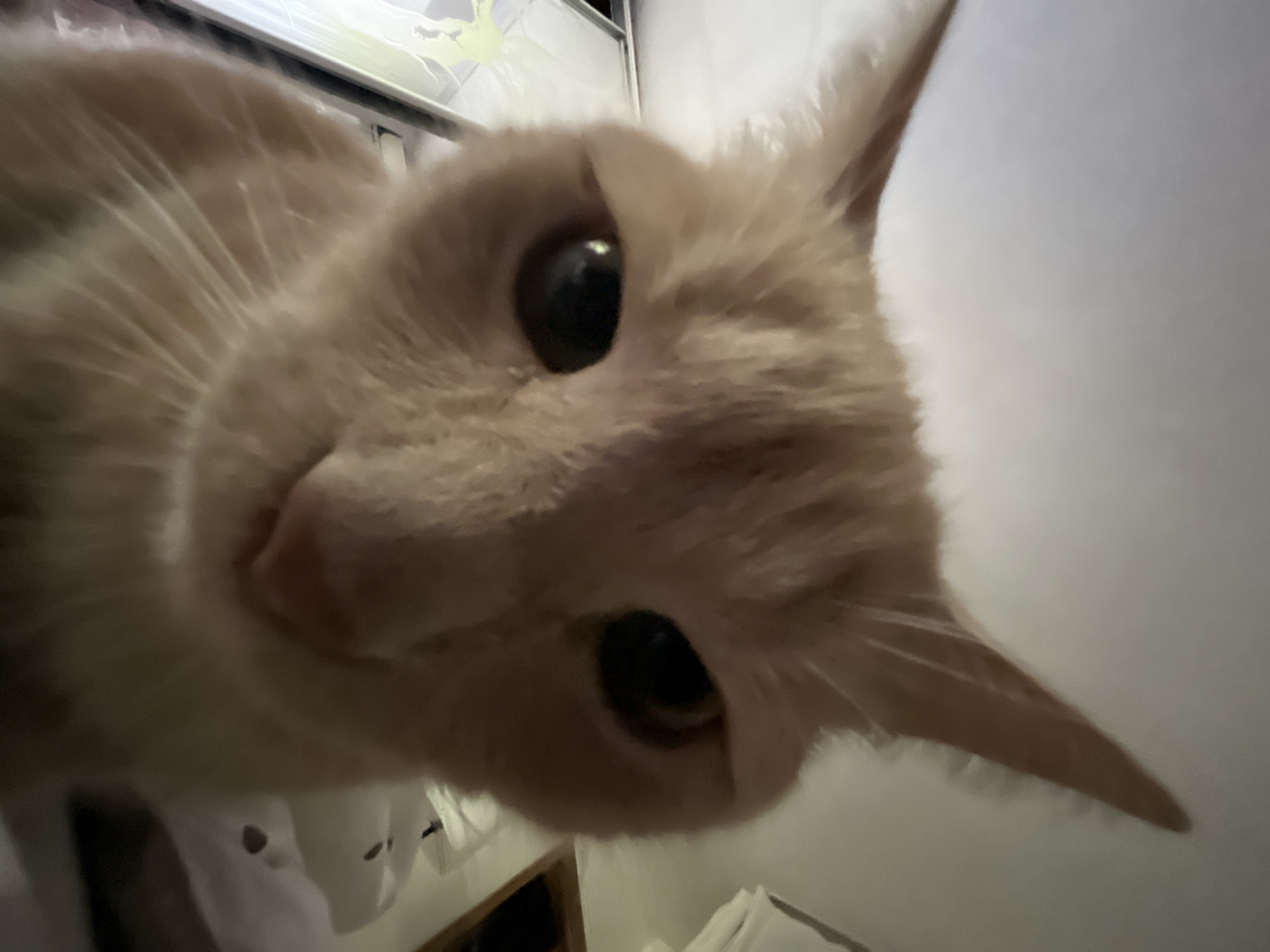 An extreme close-up, low-angle shot shows the face of a ginger cat. The cat's ears are pointed and visible in the upper portion of the frame, while its eyes and nose dominate the central area. The fur is a soft orange color. The background is blurred, but appears to be an indoor setting with what looks like a white duvet or blanket visible to the right, and a white wall or ceiling above. A framed picture with a light green design is partially visible on the left. The lighting is dim, with the cat's eyes reflecting a bright light source. The overall impression is that the photo was taken by someone holding a camera very close to the cat's face, possibly at eye level or slightly below.