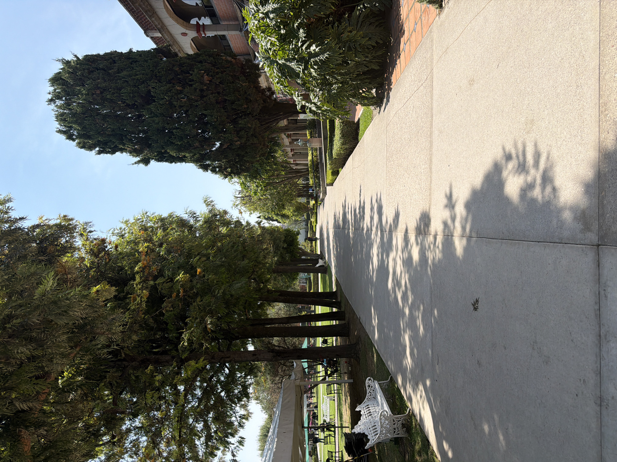 A sunlit outdoor scene captures a long, straight concrete pathway stretching into the distance, flanked by lush greenery. On the left side of the pathway, a prominent row of tall, dark green coniferous trees stands, bordering a grassy area. Within this grassy expanse, several ornate white metal benches are visible, along with a large white tent or awning positioned further back. Small figures of people can be seen in the background, suggesting activity or a gathering.
On the right side of the pathway, well-maintained green shrubs line the edge, behind which stands a building with distinctive architectural features. This building exhibits reddish-brown roof tiles and arched openings or windows, hinting at a traditional or historical design. The sky above is clear and blue, indicating fair weather. Bright sunlight casts strong, intricate shadows of leaves and branches across the concrete path, signifying that the time of day is likely midday or early afternoon. The pathway itself is a light-colored, possibly aggregate, concrete, with a single dried leaf resting upon it. The overall atmosphere is serene and bright. No visible text is present in the image. The setting suggests a public park, garden, or campus environment, consistent with locations found in San Andrés Cholula, Mexico.