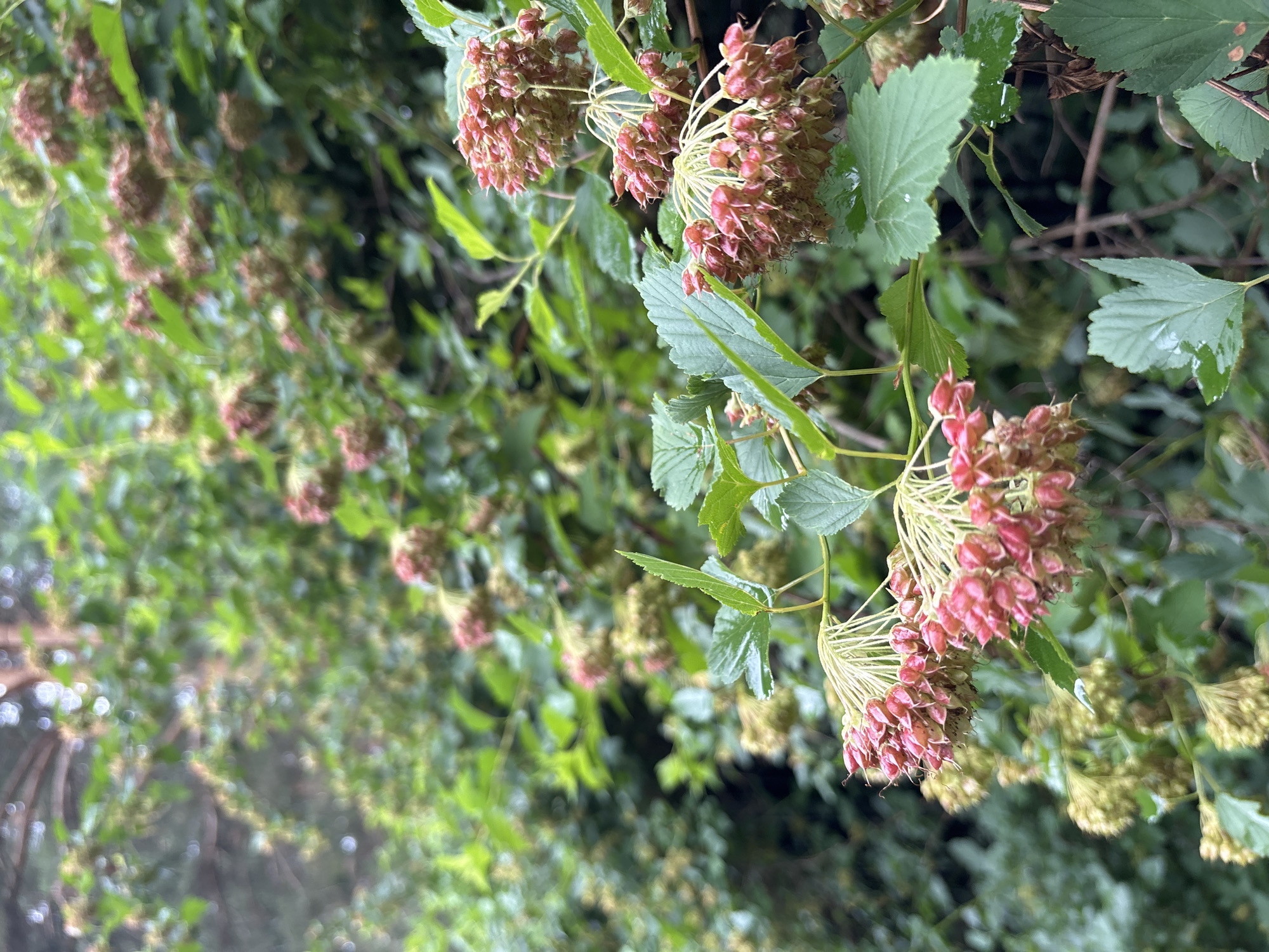 This is a close-up, medium shot of a shrub with clusters of small, pinkish-red seed pods and green leaves. The seed pods are hanging from thin, wiry stems, forming round, dense clusters. The leaves are serrated and a vibrant green, with some appearing to be wet, possibly from rain. The background is a blur of more green foliage and branches, suggesting an outdoor, natural setting. The image appears to be taken in a location with lush vegetation. There are no people or animals visible in the image, and no specific structures or urban elements are discernible. The lighting is soft and diffused, indicating an overcast day or shaded area. The overall impression is of a botanical detail captured in a natural environment. The image does not contain any specific visual cues that would allow for identification of its location within the city of Chaikovsky, Russia.
