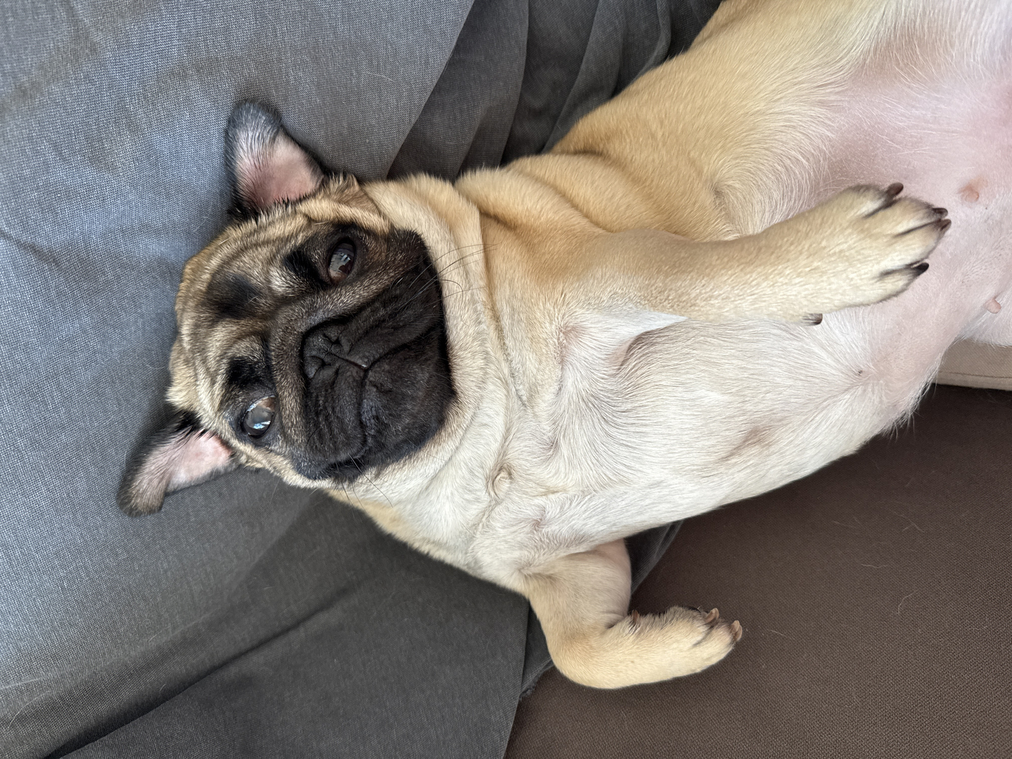 A fawn-colored pug is lying on its back on a gray and brown surface, possibly a couch or bed. The pug's face is visible, with its typical black wrinkled muzzle and dark eyes looking towards the camera. One paw is crossed over its chest. The environment appears to be indoors. There is no evidence to suggest the image was taken in Podgorica, Montenegro.