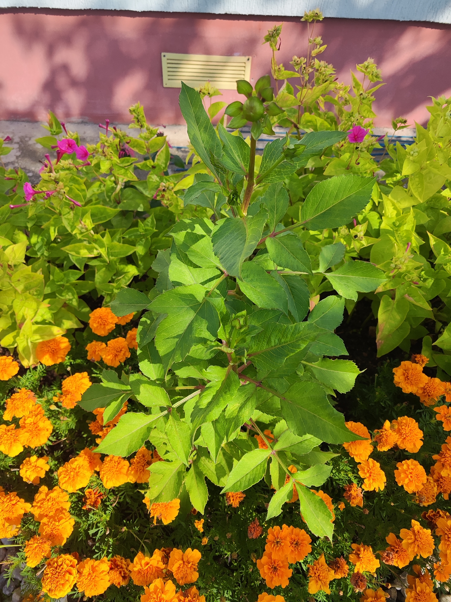 In Gvardeysk, Russia, an outdoor scene depicts a flowerbed featuring vibrant orange marigolds in the foreground, interspersed with lush green foliage. Behind the marigolds, a taller plant with broad, green leaves dominates the center of the frame. Further back, delicate pink flowers bloom amidst lighter green foliage. The background consists of a pink wall with a light-colored vent and subtle shadows cast by an unseen object. The overall impression is of a well-maintained garden or public space.