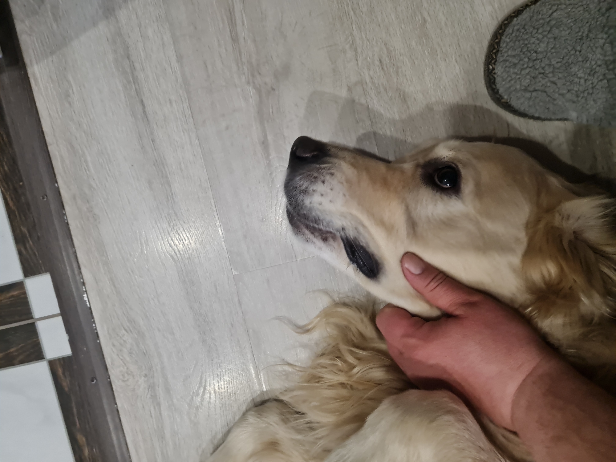A tan dog is lying on a light grey wooden floor. A hand is gently cradling the dog's face. A grey slipper is near the top right corner of the image. The location is Chaikovsky, Russia.
