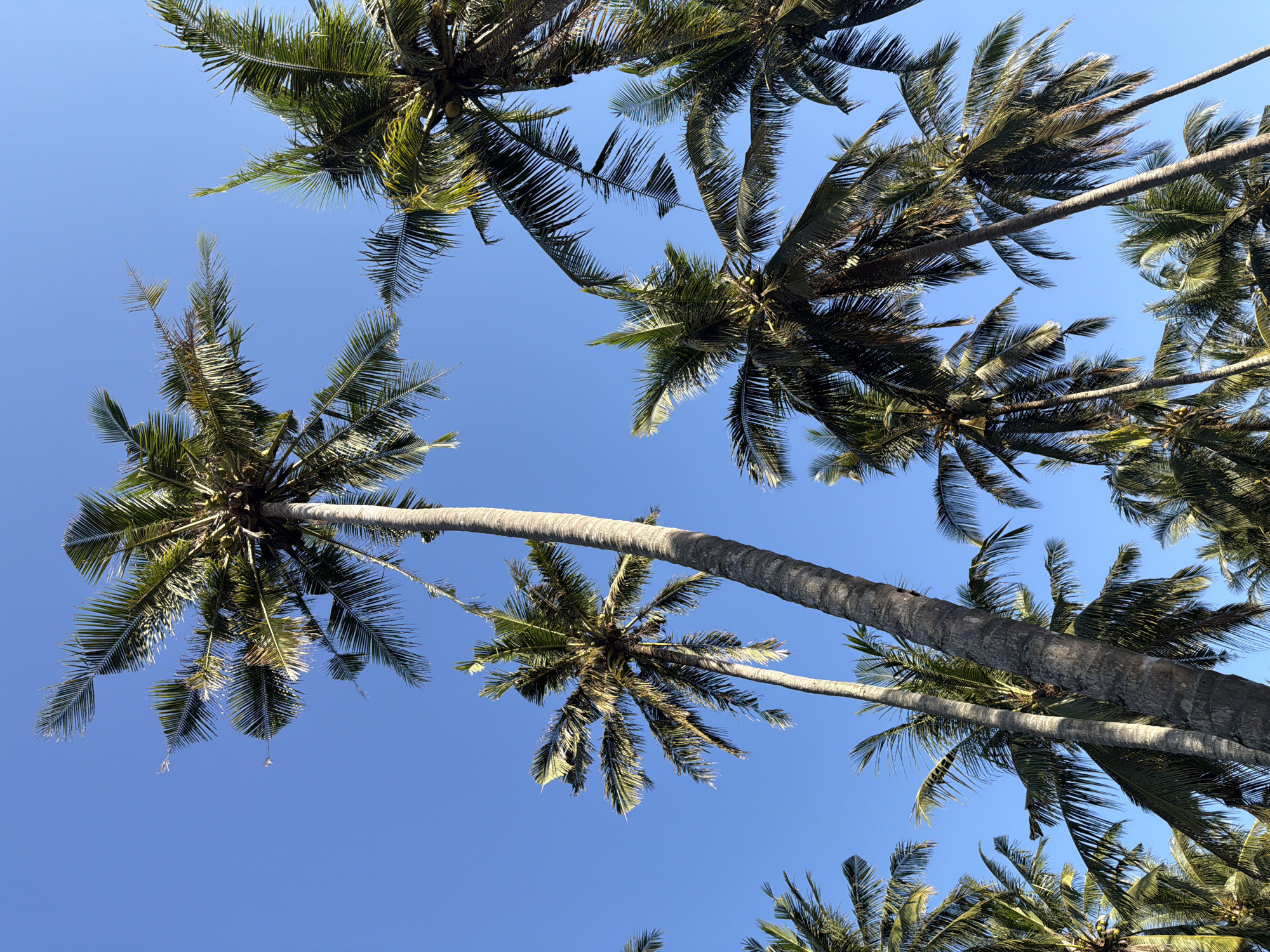 The image is a low-angle shot looking up at numerous palm trees against a clear blue sky. The palm trees are the dominant subject, with their fronds creating a canopy that partially obscures the sky. Some of the palm trees have coconuts visible. The scene appears to be outdoors in a tropical location. This scene is consistent with the natural environment found in Kuta, Indonesia, a popular beach resort town on the island of Bali known for its palm-lined beaches. There are no people or discernible actions depicted in the image. The environment is characterized by the lush green foliage of the palm trees and the bright, cloudless sky.