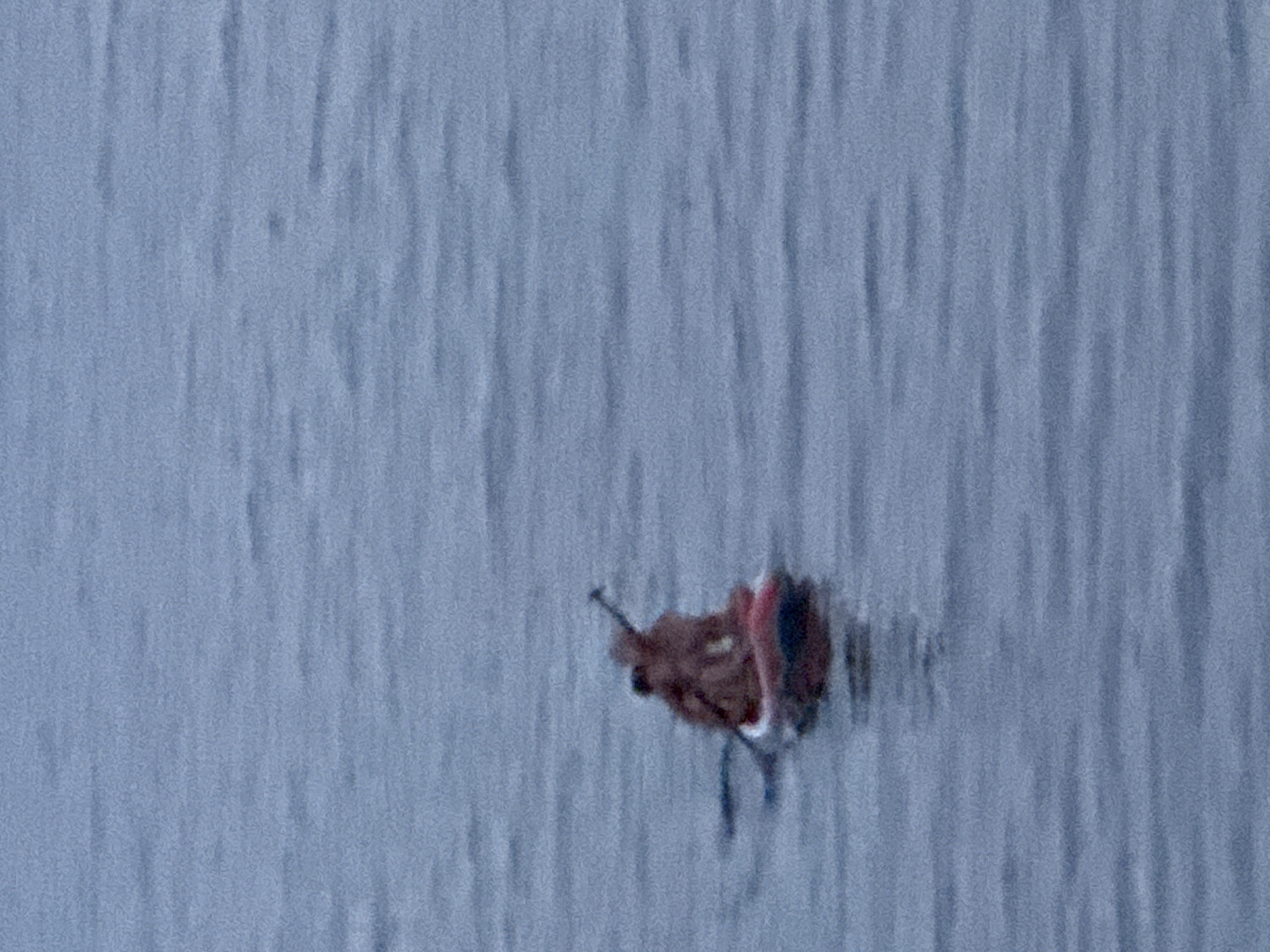 Two figures are on a red stand-up paddleboard in the water. One figure appears to be holding a paddle. The water is calm and blue. The scene appears to be near the shore of Partenit, Ukraine.