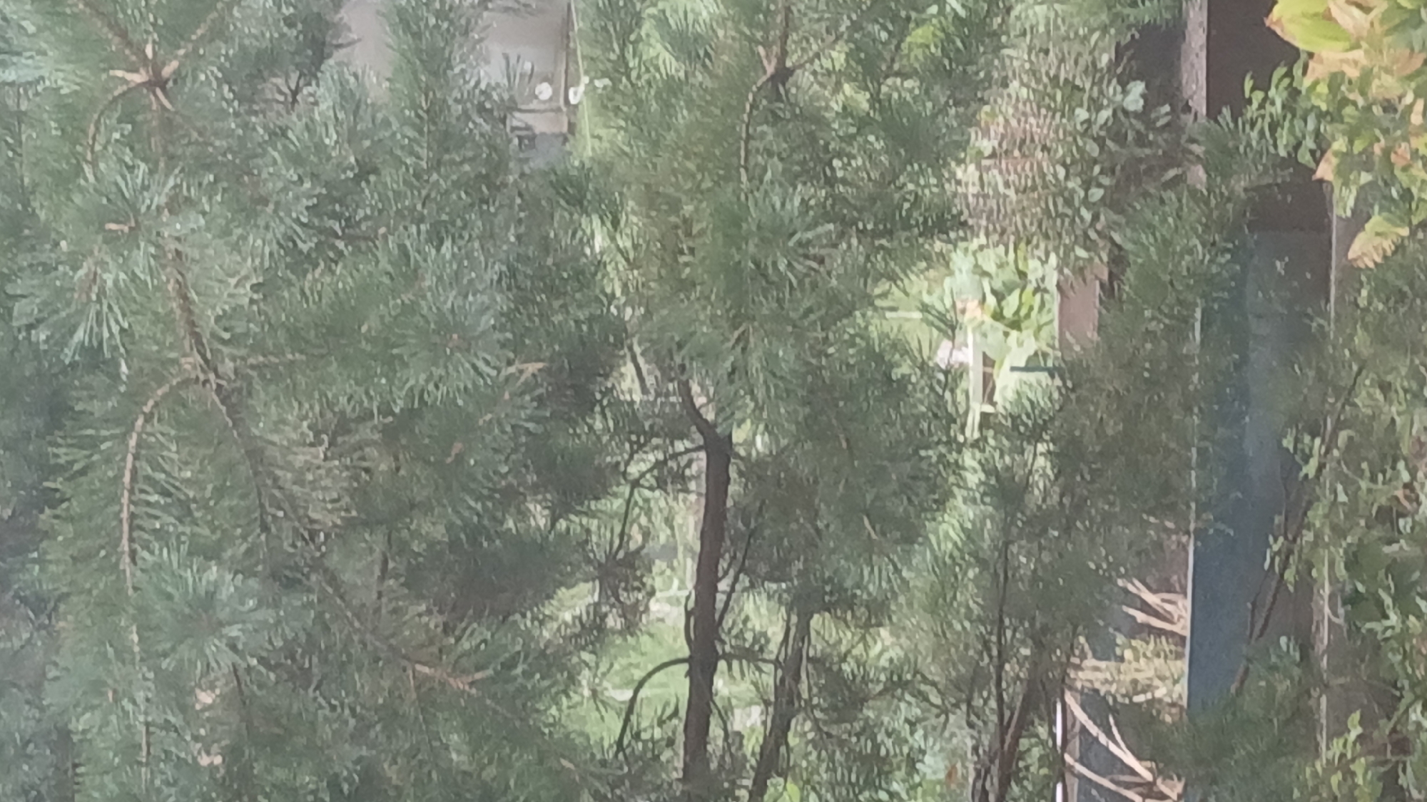 The image shows a dense pine tree with its branches and needles filling most of the frame. Behind the tree, a blurry background suggests an outdoor environment with some greenery and structures, possibly a garden or a park area within a city. The lighting is muted, indicating an overcast day or shaded conditions. The specific location in Astana, Kazakhstan, cannot be determined from the visual information provided in the image.