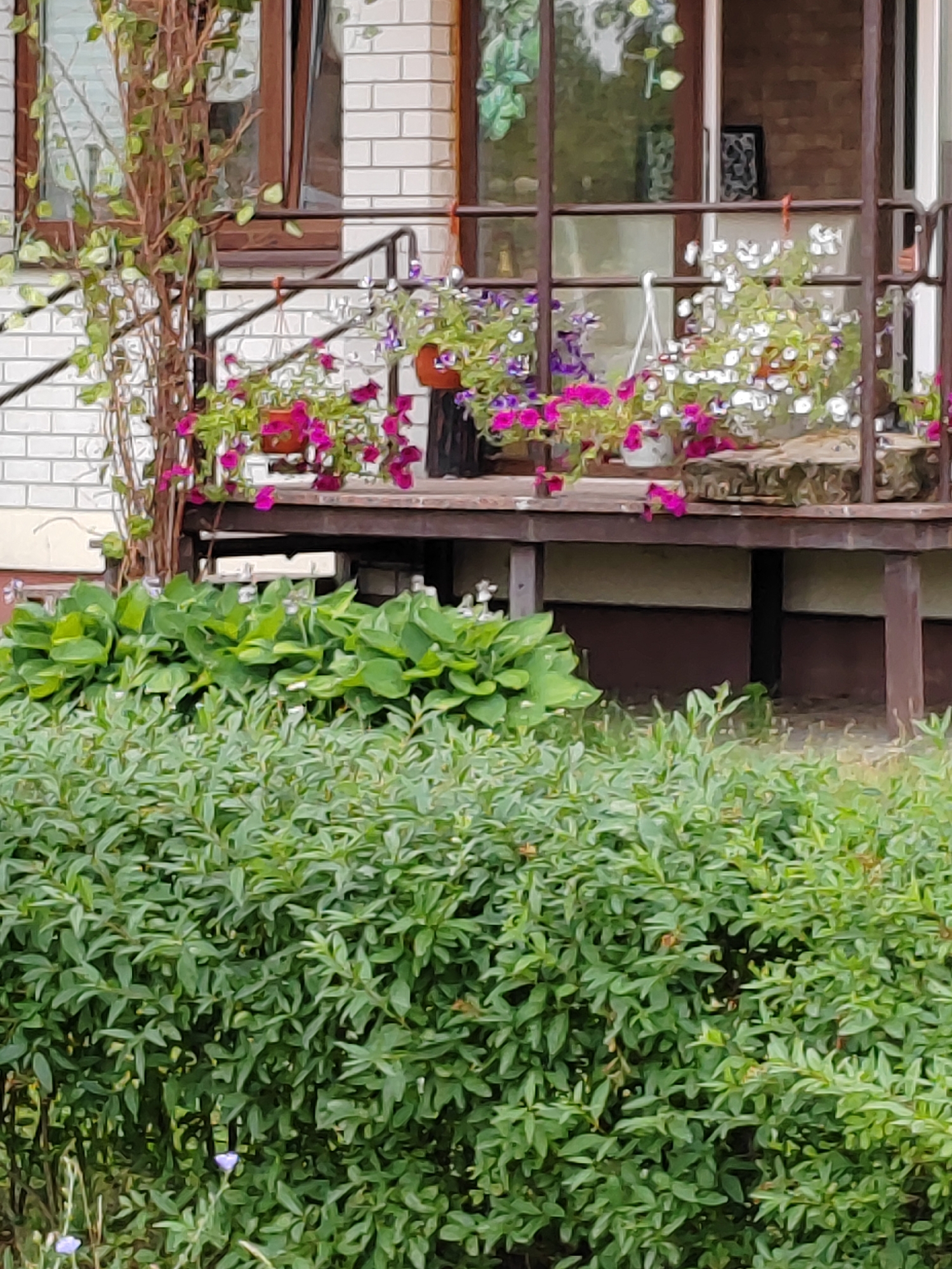 The image displays a balcony or porch area of a building, characterized by white brick walls and dark brown railings and wooden decking. Potted flowers, predominantly pink and white, are arranged on the deck, with some hanging. In the foreground, a dense green hedge dominates the lower portion of the frame, with hints of smaller plants and flowers interspersed. The environment appears to be outdoors, possibly a residential setting. No people are visible in the image. The scene is consistent with an exterior view of a building in the city of Brest, Belarus, given the architectural style and the presence of well-maintained greenery.