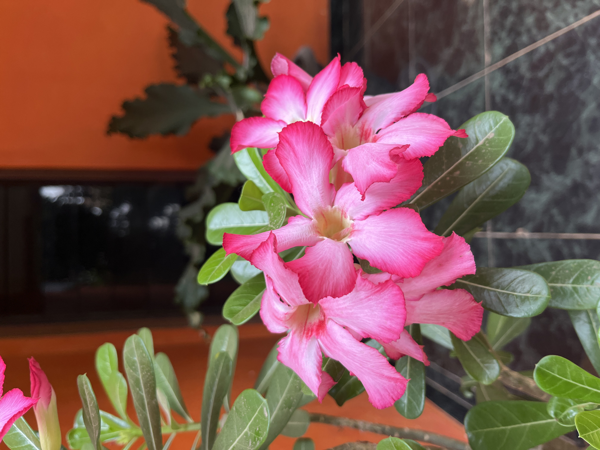 This is a close-up, vertical, eye-level shot of a cluster of vibrant pink Adenium flowers, commonly known as Desert Roses, in Glagah Kulon, Indonesia. The flowers, with their delicate, ruffled petals and a gradient of pink to white in their centers, are the primary subjects. They are surrounded by lush, dark green leaves, some of which show slight discoloration, possibly from dust or minor damage. The background is blurred but suggests an outdoor setting with an orange wall on the left and a darker area, possibly a doorway or window, on the right. The ground appears to be paved with tiles. No people are visible in the image, and no actions or interactions are depicted. The overall impression is of a peaceful, natural scene with a focus on the beauty of the flowers.
