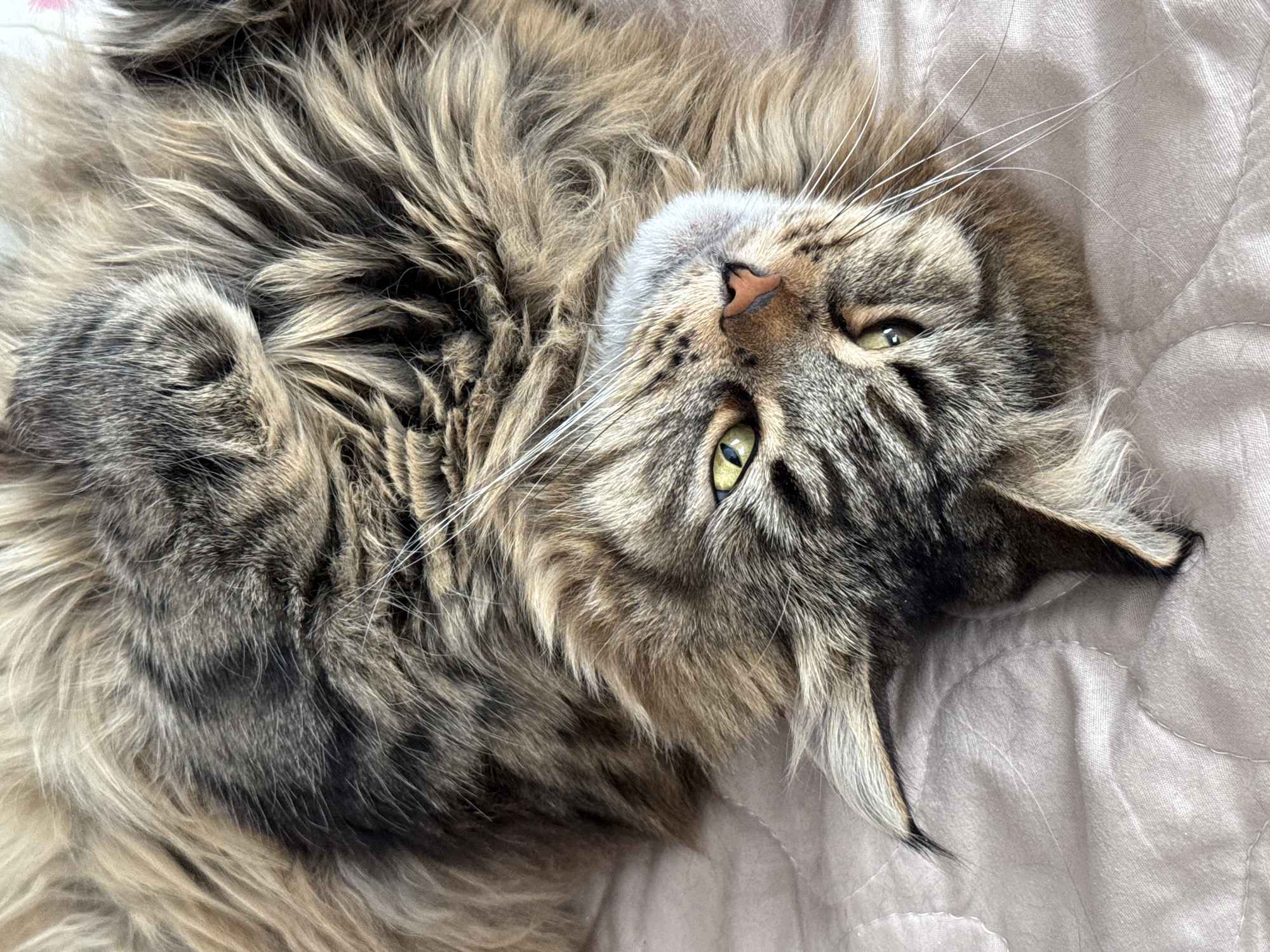 A tan and brown tabby cat is lying on a light beige quilted surface. The cat is on its back, with its head tilted toward the viewer. The cat's eyes are open and greenish-yellow. The location is unknown and cannot be determined from the image.