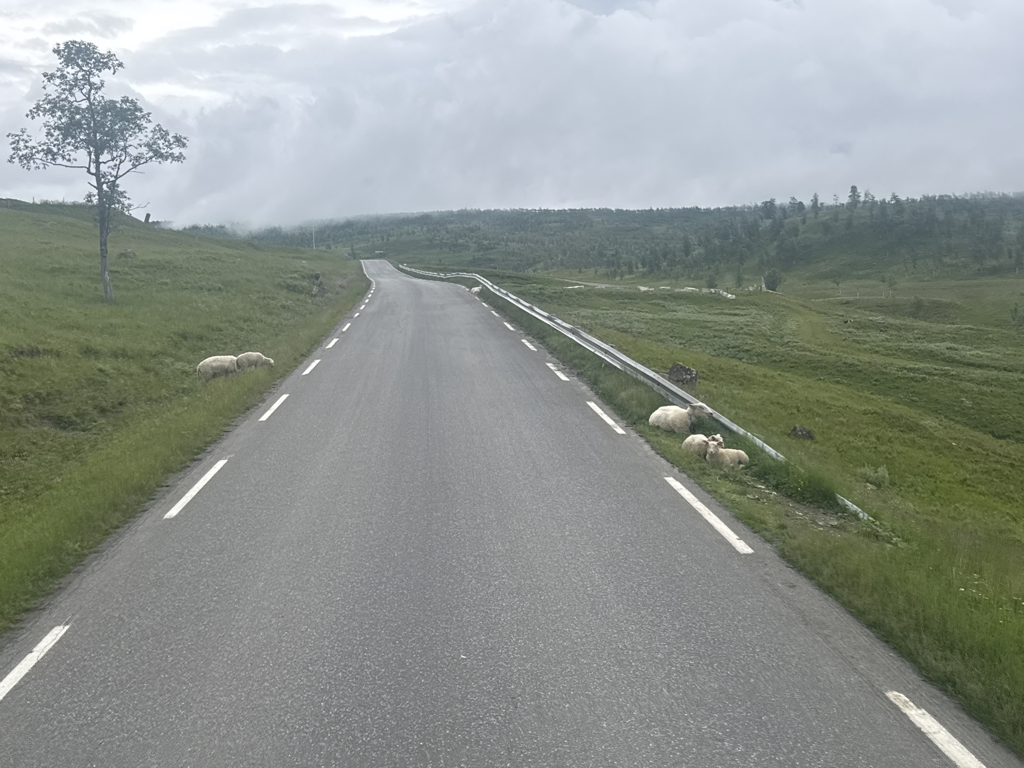 The image depicts a rural road in Bodø, Norway, under an overcast sky. The road is paved with asphalt and has white dashed lines marking the lanes. On the left side of the road, a grassy slope rises, topped by a solitary, mature tree with sparse foliage. Several sheep are scattered along the grassy verge on both sides of the road. On the right side, a metal guardrail runs alongside the road. Beyond the immediate roadside, the landscape transitions into rolling hills covered with lush green grass and sparse, dark-colored trees that extend towards a misty horizon. The overall atmosphere is serene and somewhat melancholic due to the cloudy weather.