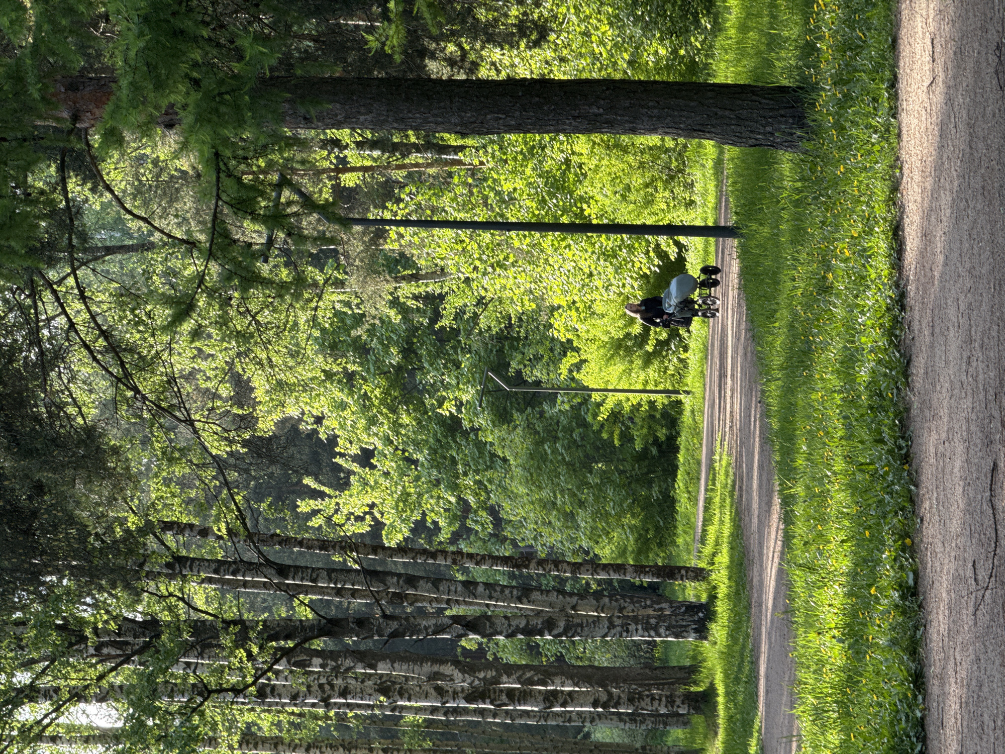 A lone person is pushing a stroller along a narrow dirt path in a park-like setting. The path is bordered on one side by a grassy verge, which transitions into a paved road or walkway. Tall trees, including birch trees with their distinctive white bark, line the other side of the path. The location is speculated to be in an unknown city in Russia. The scene is bathed in bright sunlight, with the light filtering through the trees, creating dappled patterns on the path and the surrounding vegetation.
