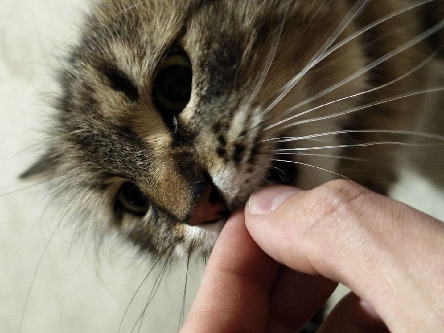 A close-up, high-angle shot shows a person's hand gently touching the face of a tabby cat. The cat's head is positioned on the right side of the frame, with its brown and black fur in sharp focus. Its right eye is visible, a dark pupil surrounded by a lighter iris. The cat's whiskers, long and white, fan out from its muzzle. The person's left hand, with visible knuckles and fingernails, is in the lower left quadrant of the image, its index finger extending towards the cat's mouth. The background is a neutral, light-colored surface.
