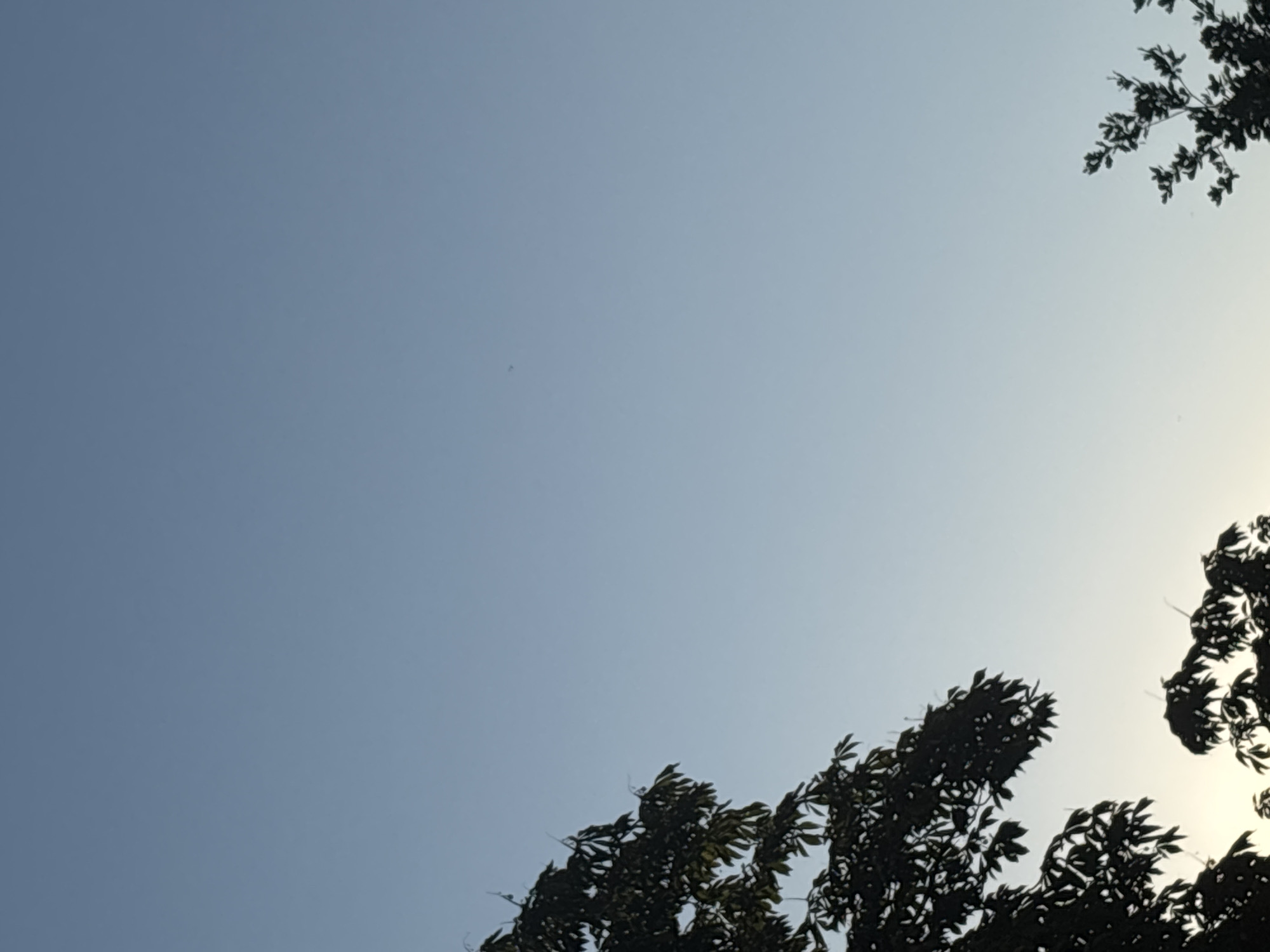 This media file is a photograph of a clear sky with silhouetted tree branches in the foreground. The sky is a pale blue, transitioning to a lighter hue near the right edge, suggesting the presence of the sun just out of frame or low on the horizon. The tree branches are dark and appear leafy, with their silhouettes creating an organic, irregular border along the bottom and top right edges of the image. There is a small, dark speck in the sky, which could be a bird or an insect. The lighting suggests it is either early morning or late afternoon. There is no visible text in the image.