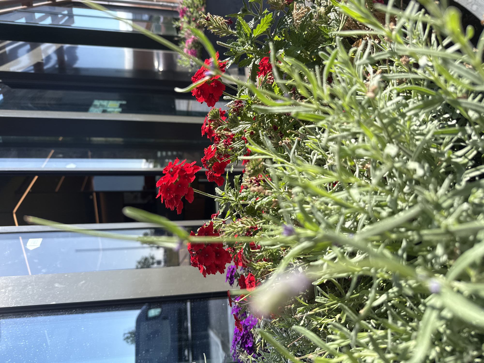 The image shows a close-up view of flowering plants in front of a modern building with large glass windows. The plants include vibrant red verbena and purple flowers, with some silvery-green foliage in the foreground, possibly lavender. The building appears to be a commercial establishment, as suggested by the reflective glass and the presence of a dark van partially visible through the windows on the left. The scene is outdoors, with bright sunlight illuminating the flowers and casting shadows. The overall impression is one of a well-maintained exterior with colorful floral displays. The building is located in the city of Werther, Germany.