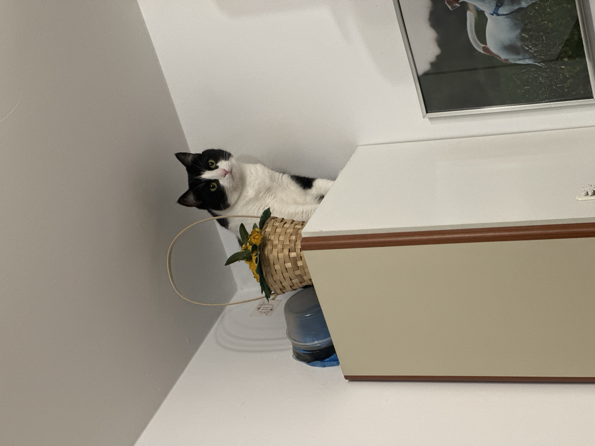 This indoor photograph, captured in Budva, Montenegro, prominently features a black and white cat with striking green eyes. The cat is observed from a low-angle perspective, lying on a high, light-colored surface, which appears to be a shelf or the top of a cabinet. Its head is slightly tilted, and it looks directly at the camera with an attentive, curious expression. The cat's fur is primarily white, accented with distinct black patches on its head, ears, and along its back.
To the cat's left, a woven basket is visible, filled with artificial yellow flowers, possibly sunflowers, and accompanying green leaves. A small tag hangs from the basket; its text is largely unreadable, but words resembling "ART" and "MICHAEL" can be faintly discerned. Beneath the basket, a light blue container with a darker blue base rests on the surface.
The surface supporting the cat and other objects is part of a piece of furniture, likely a cabinet, which is a warm beige or cream color and features a reddish-brown wooden trim along its top edge. Above this furniture, a framed picture is partially visible, showing a white animal, possibly a dog, set against a green, grassy background. The overall background consists of plain white or light grey walls, presenting angular lines due to the upward photographic angle. The lighting is even and soft, suggesting an interior setting with either diffused natural light or artificial illumination.