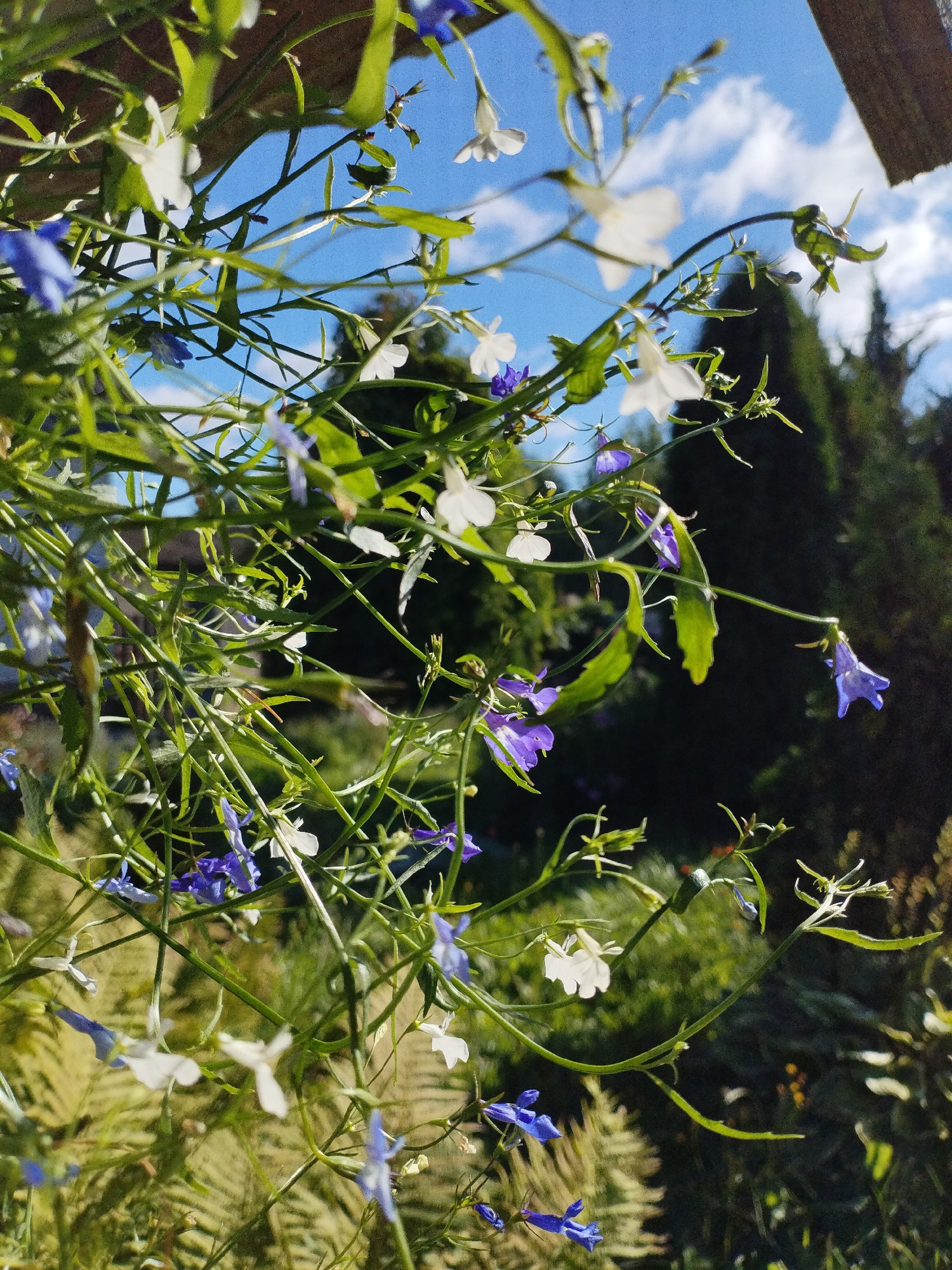 This image depicts a close-up view of cascading Lobelia flowers, a mix of white and blue blooms, against a backdrop of greenery and a bright blue sky with scattered white clouds. The plants are growing in a garden setting, possibly a hanging basket or a planter, as suggested by the wooden structure visible at the top of the frame. The lighting indicates it is daytime, likely late morning or early afternoon, given the angle of the sun. The background shows blurred trees and foliage, typical of a suburban or rural garden. There are no people or animals present in the image. The location is specified as Bialynichy, Belarus.
