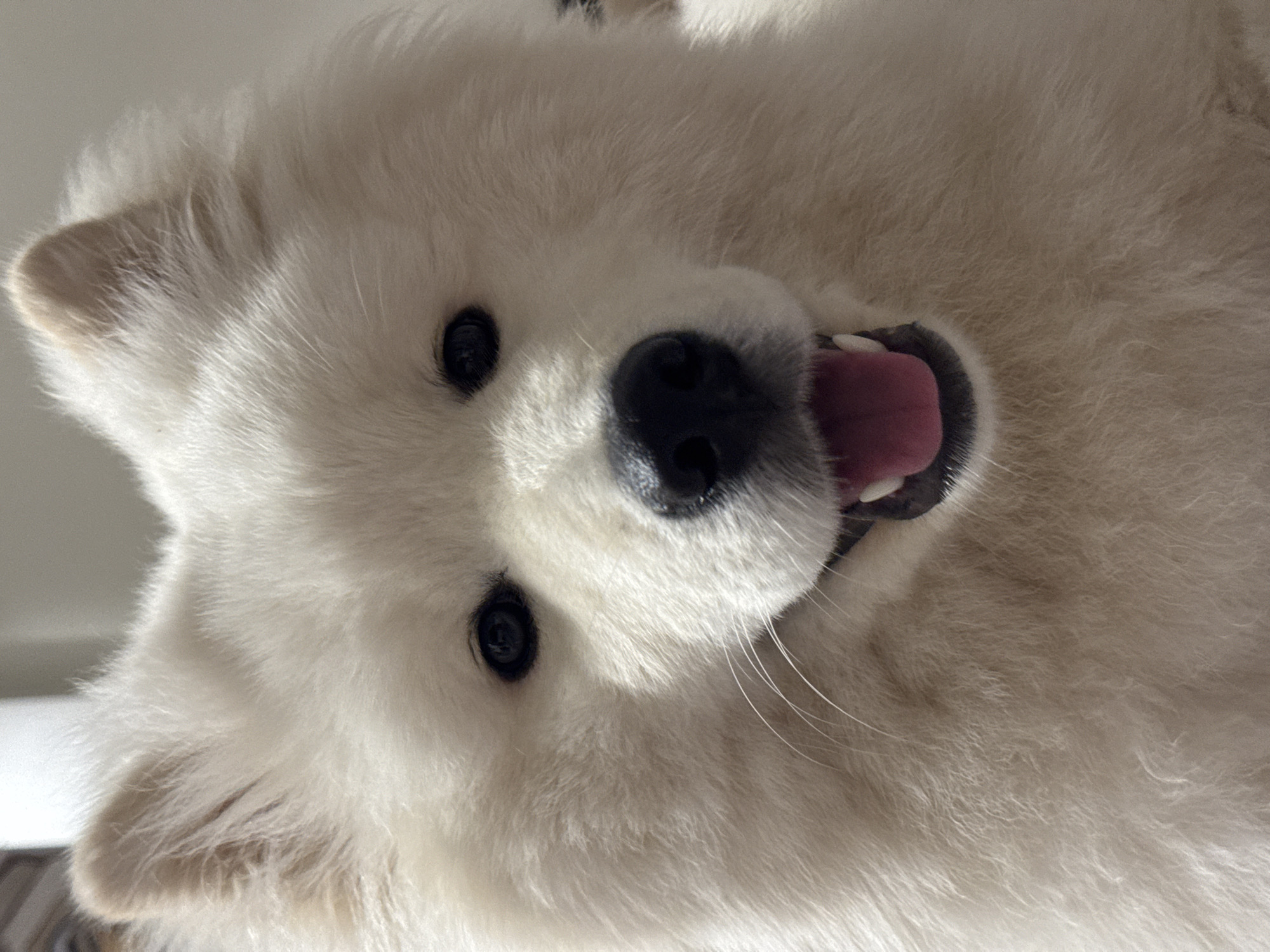 A close-up, upside-down view of a white Samoyed dog's face fills the frame. The dog has black eyes and a large, black nose. Its mouth is slightly open, revealing a pink tongue and some teeth. The dog's white fur is soft and fluffy. The background is indistinct and light in color. This image likely does not show any indications of the city of Chaikovsky, Russia.