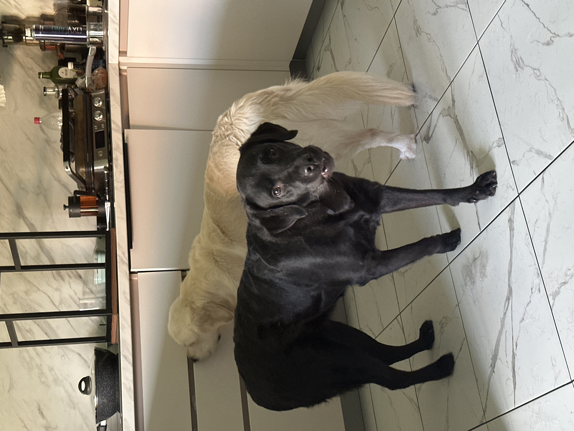 A black labrador is lying on a white marble tile floor in a kitchen. A golden retriever is lying behind the labrador, partially obscured. Kitchen cabinets and a stainless steel appliance are visible in the background. The location is presumed to be a kitchen, based on the presence of typical kitchen appliances. The city is not discernable from the given image.